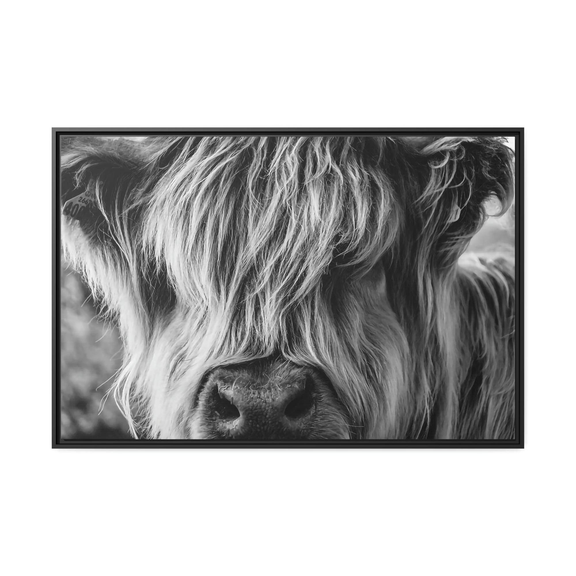 Highland Cow Highland Cow | Close-up View of Fluffy Buffalo on Canvas — Pixoram
