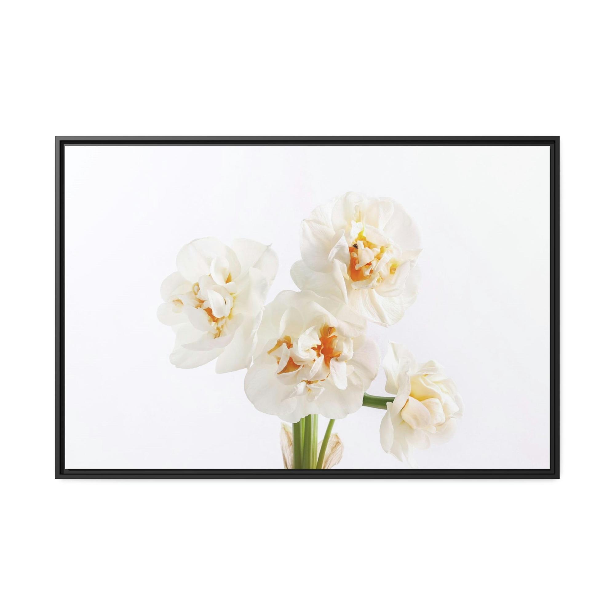 Daffodils Daffodil Harmony: A Peaceful Palette