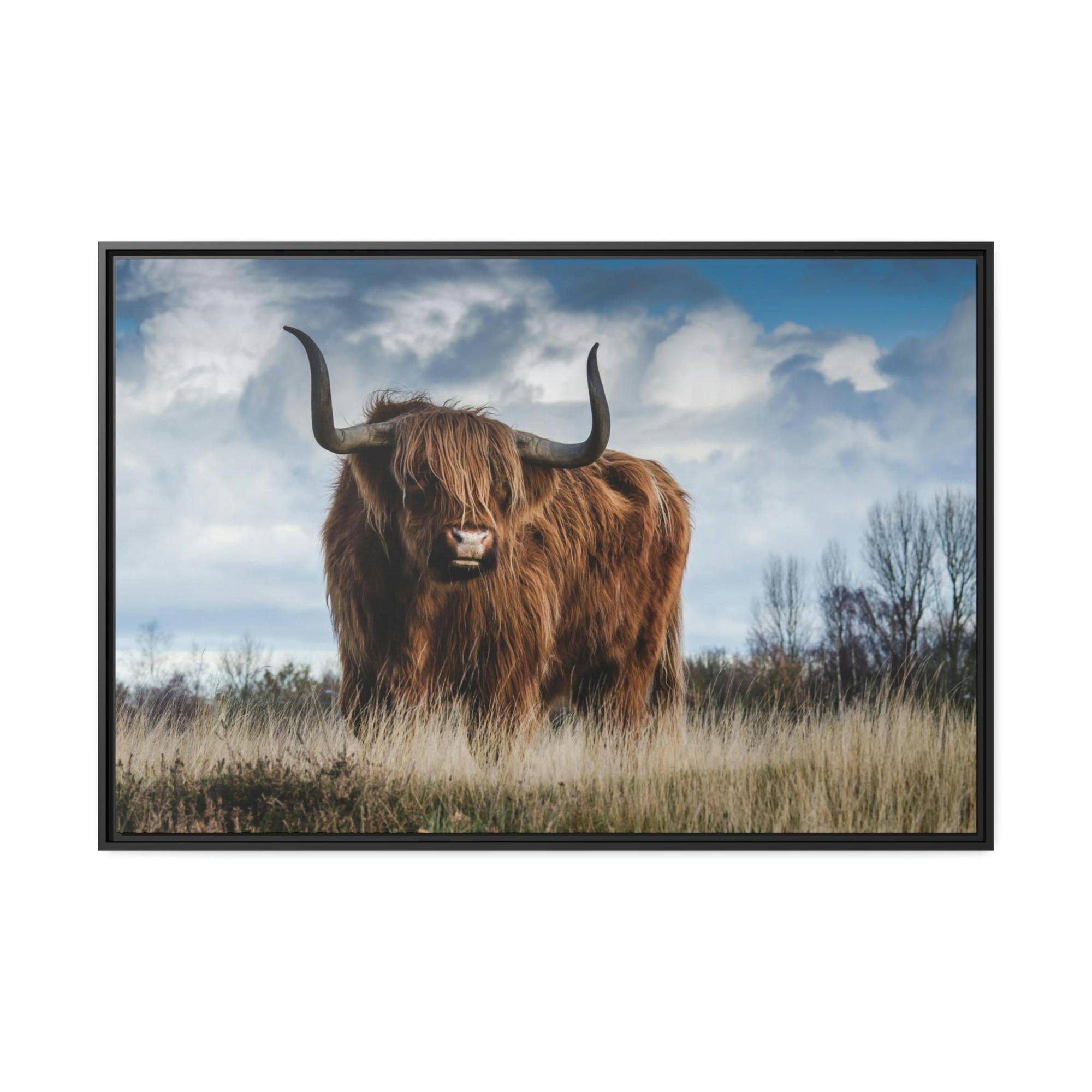 Highland Cow Scottish Long Haired Cattle - Wall Art - Highland Cow | Animals Art