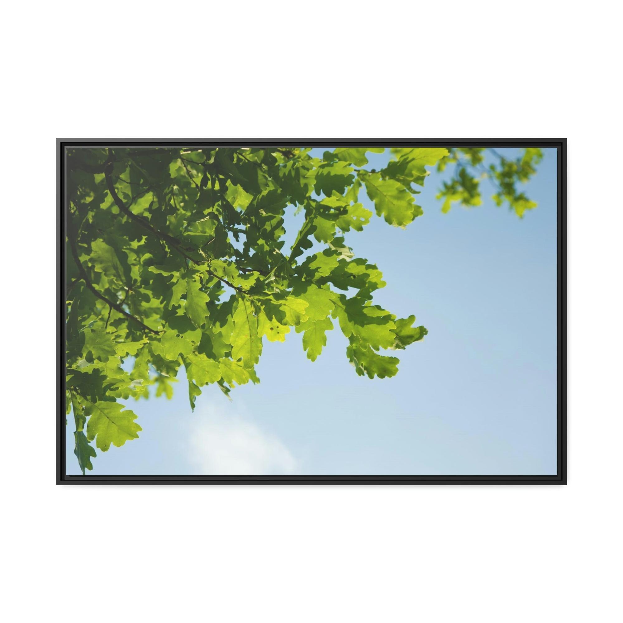 Oak Trees Oak Trees' Radiance: A Luminous Vision of the Forest's Brilliance