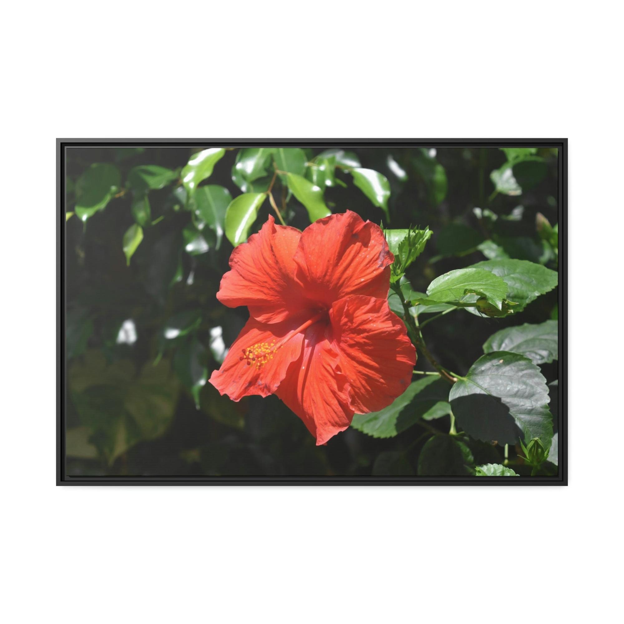 Hibiscuses The Charismatic Hibiscuses: A Vivid Showcase of Nature's Grace and Elegance