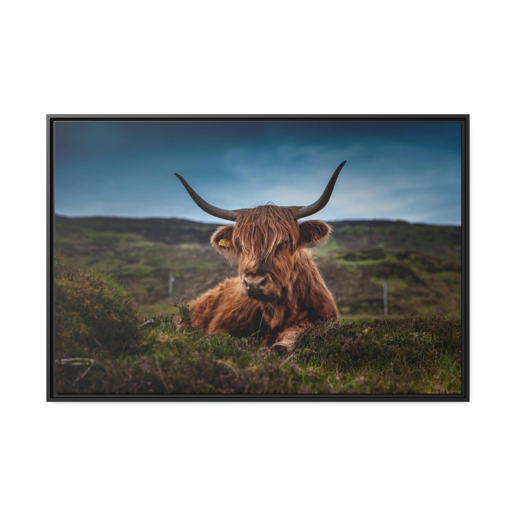 Highland Cow Scottish Longhorn Cattle - Canvas Art | Animals Art
