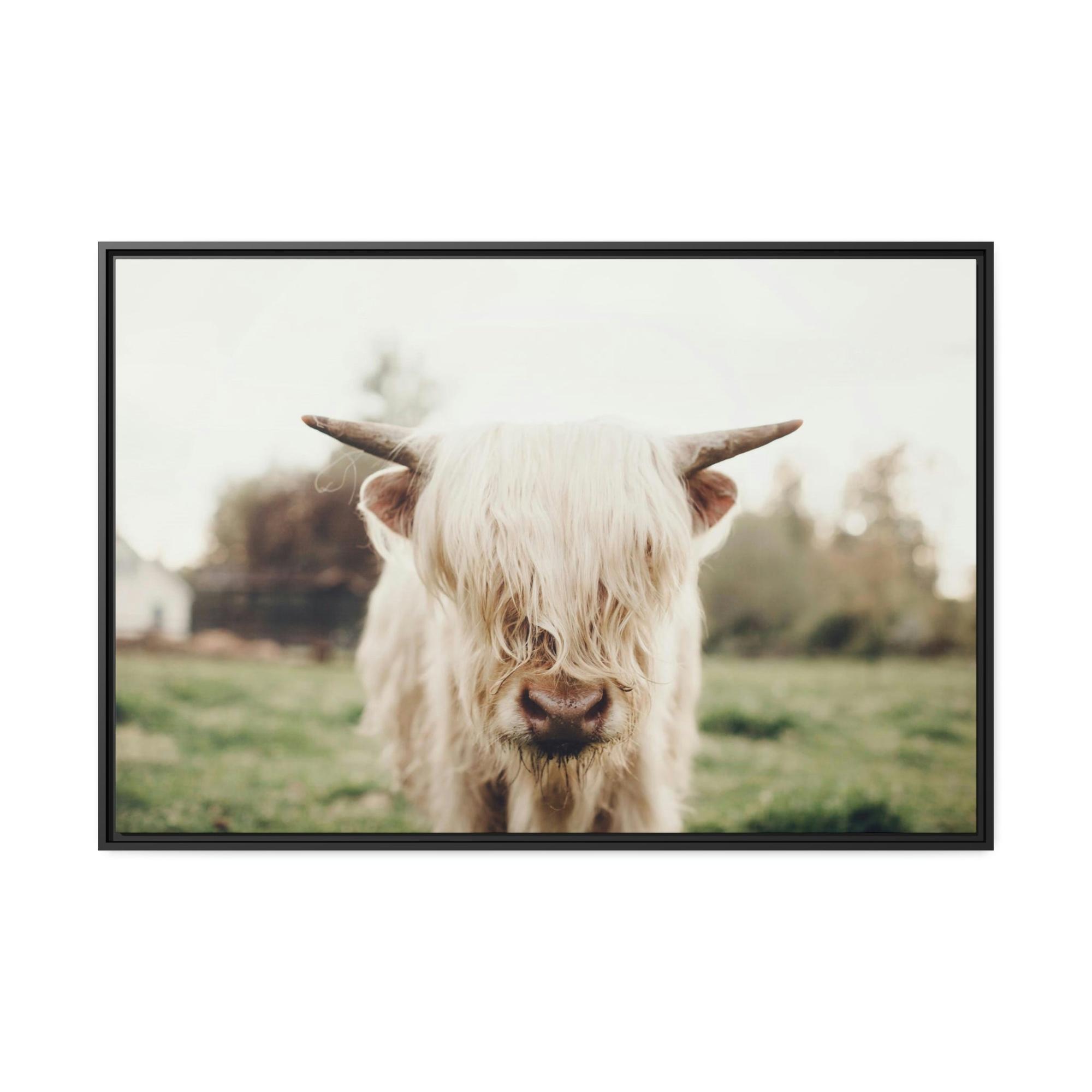 undefined Highland Cow | Milky Color of Cow | Art Canvas — Pixoram