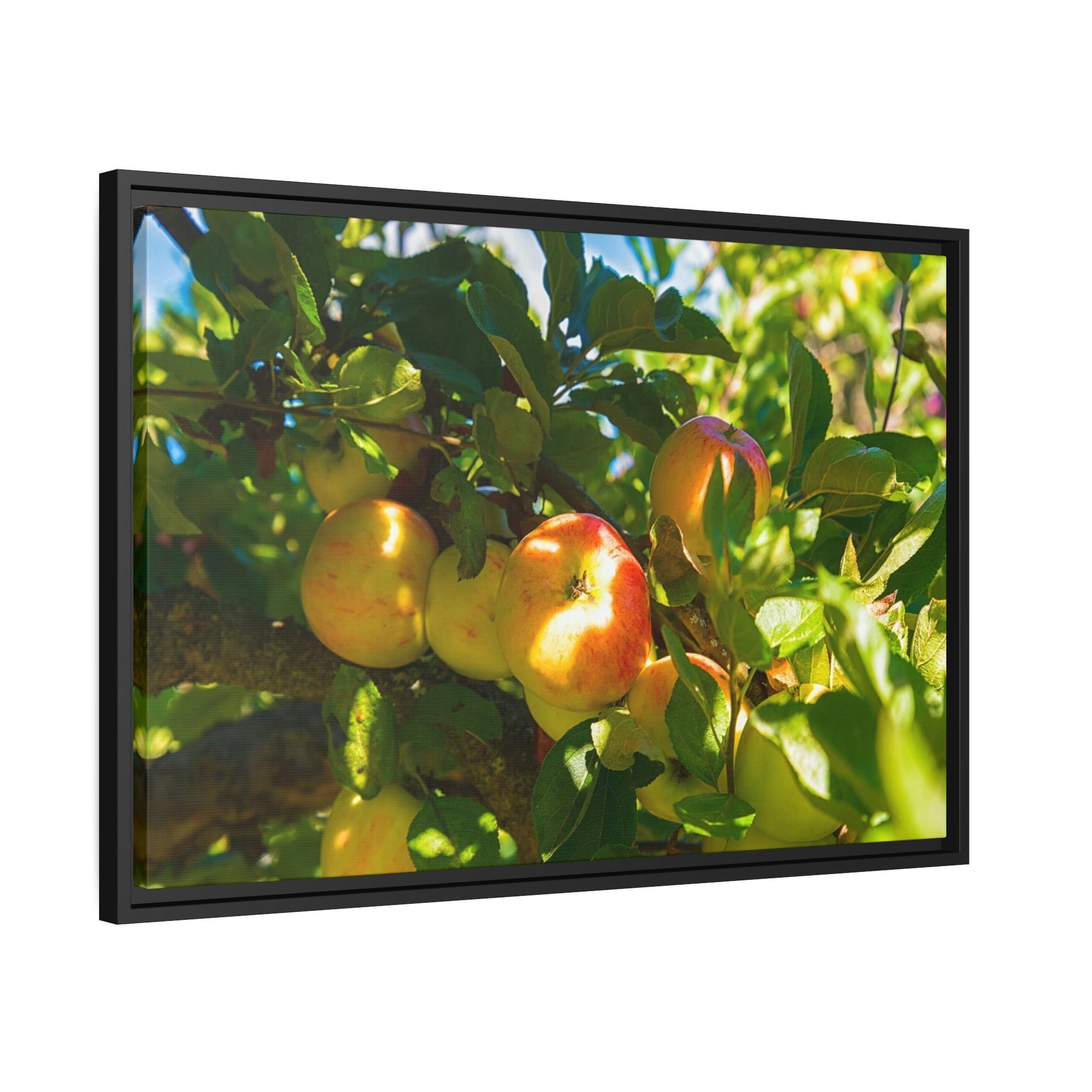 Apple Trees Serene Orchard: Framed Canvas & Poster of Apple Trees on a Sunny Day