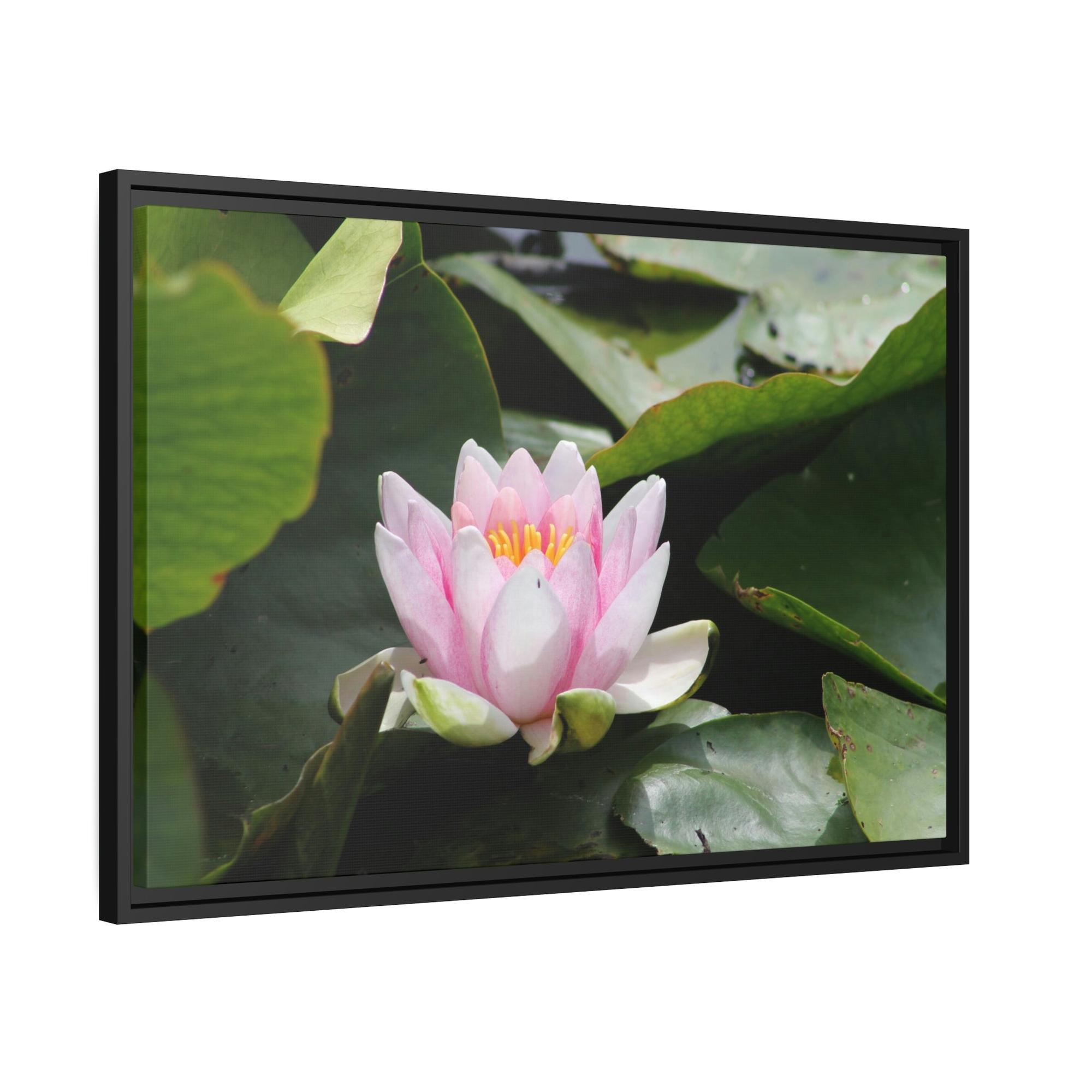 Lotuses Serenity in Lotuses: Natural Canvas & Poster Wall Art