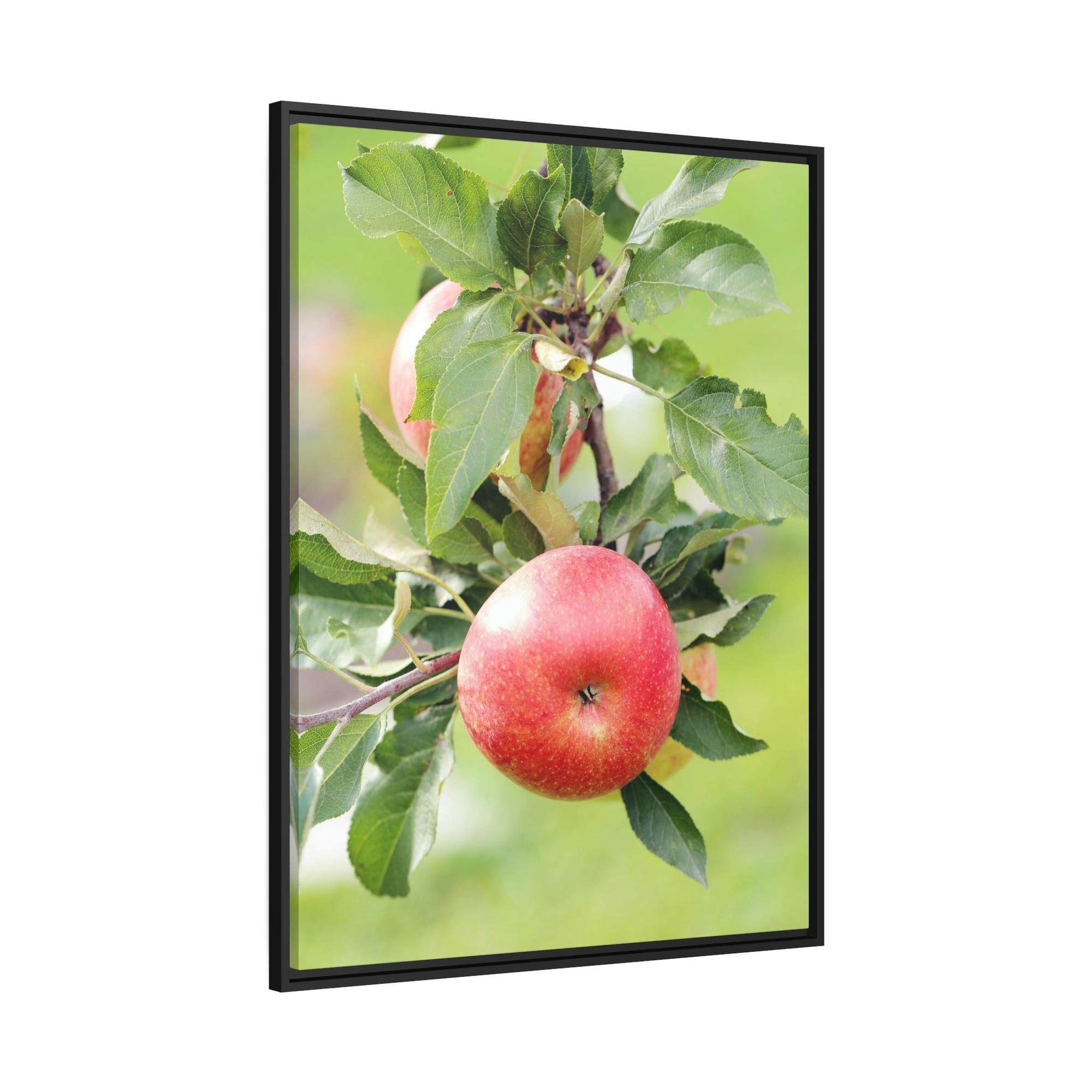 Apple Trees Harvest Time: Artistic Print on Canvas of Apple Trees in Autumn