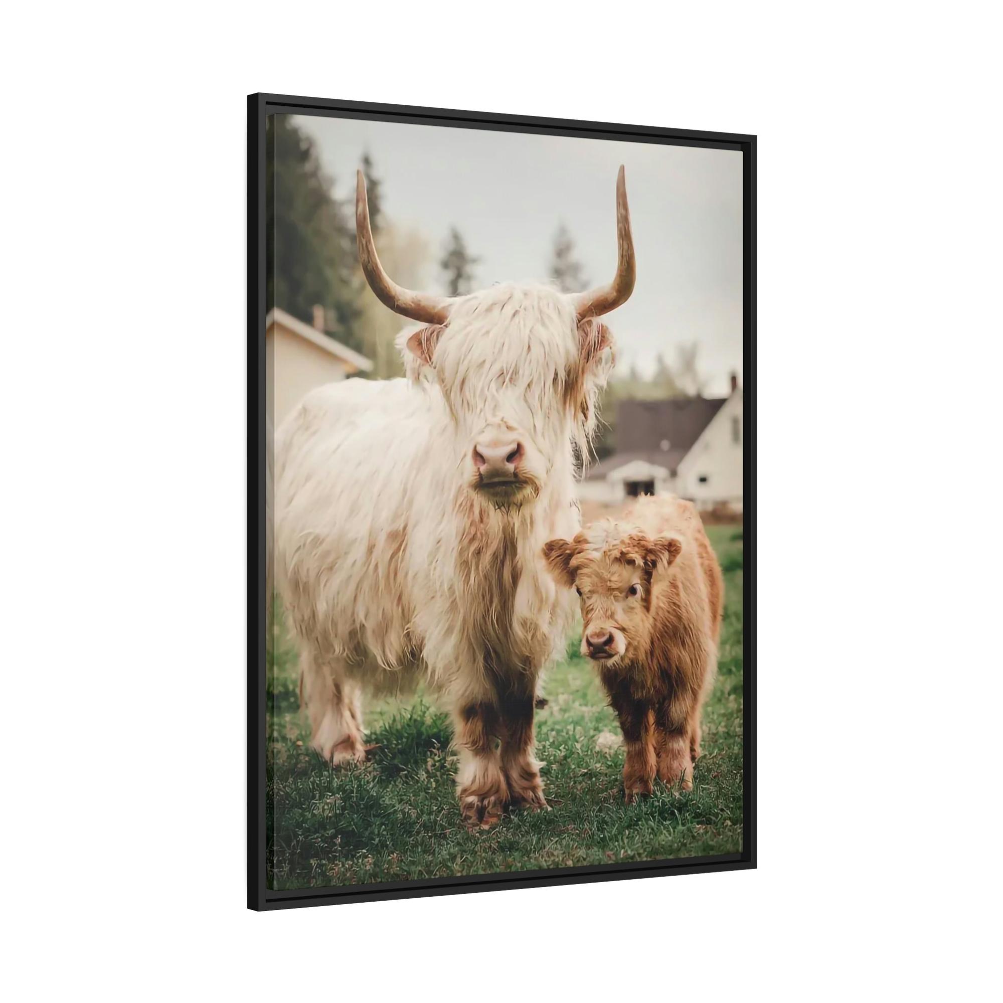 Highland Cow Highland Cow | White & Brown Highland Cows | Marvelous — Pixoram