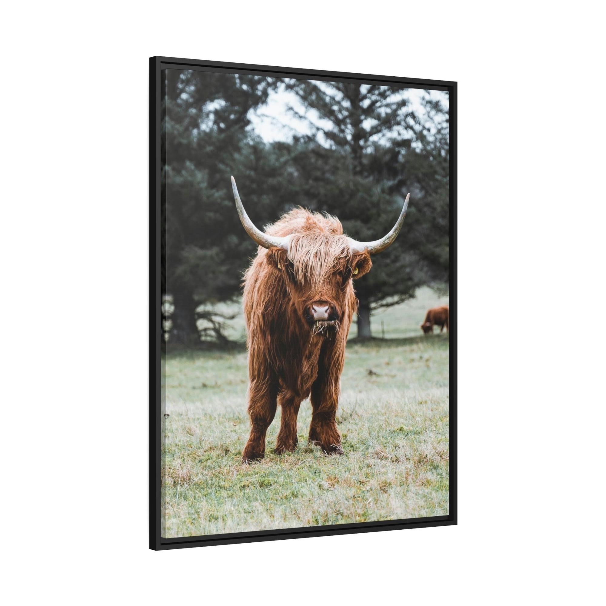 Highland Cow Scottish Cattle Breeds - Wall Art  | Animals Art