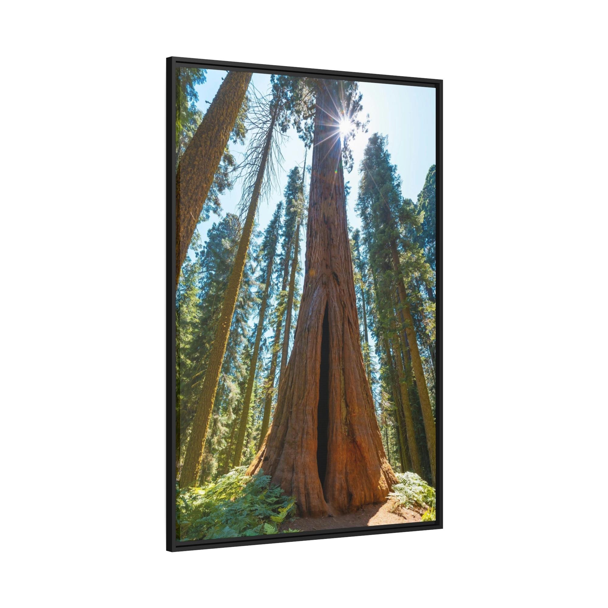 Redwood Trees Whispers from the Forest: Redwood Trees