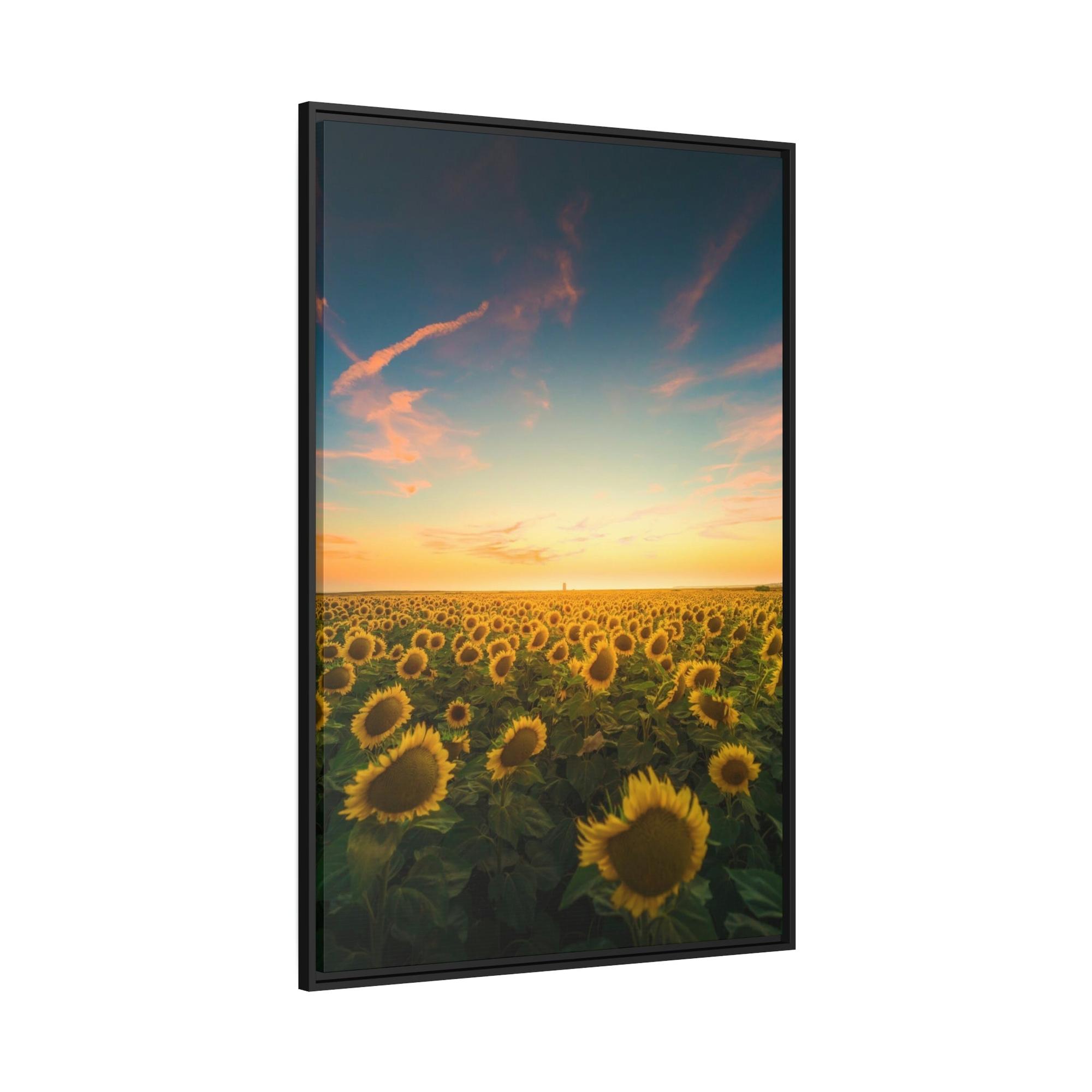 Sunflowers Radiant Rays: A Mesmerizing and Luminous Portrait of Sunflowers' Glory