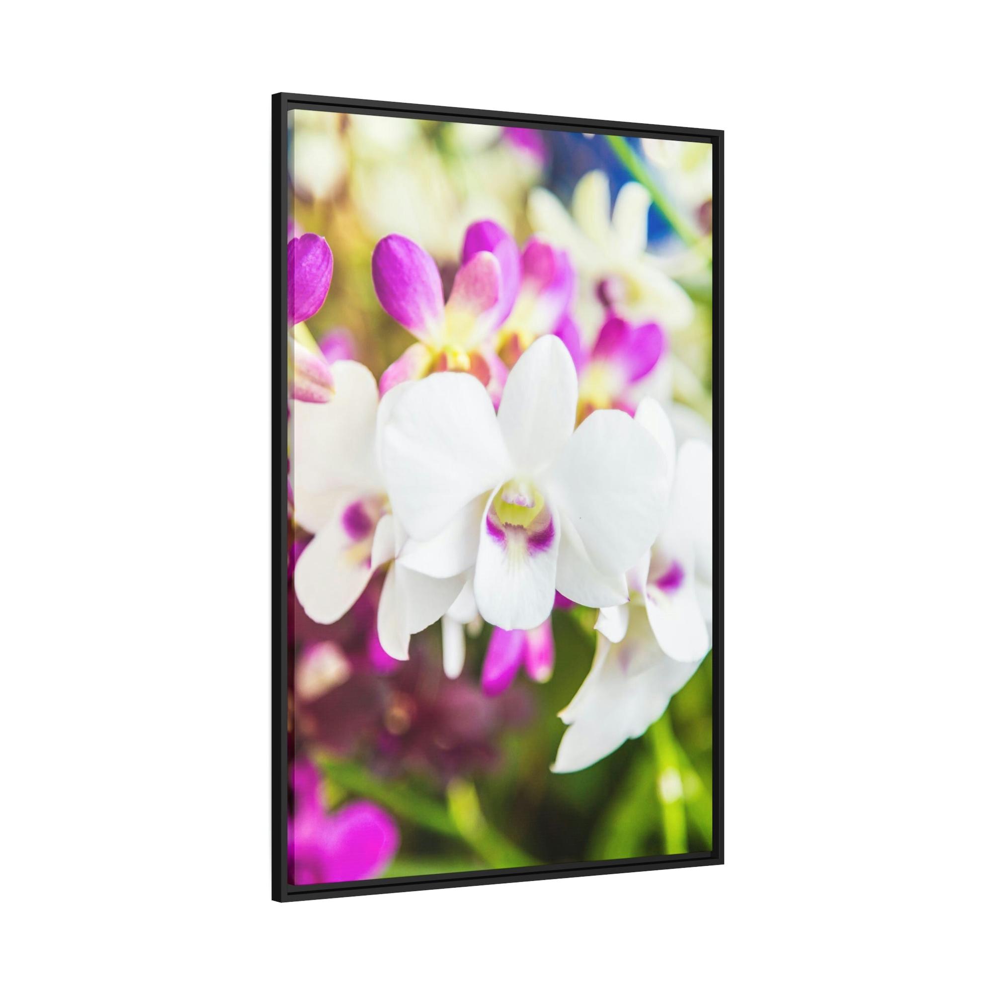 Orchids Orchid Garden: A Colorful Canvas Escape