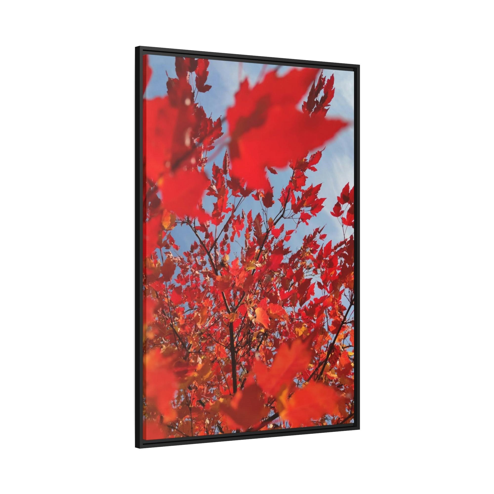 Maple Trees Autumn's Glow: Maple Trees in Bloom