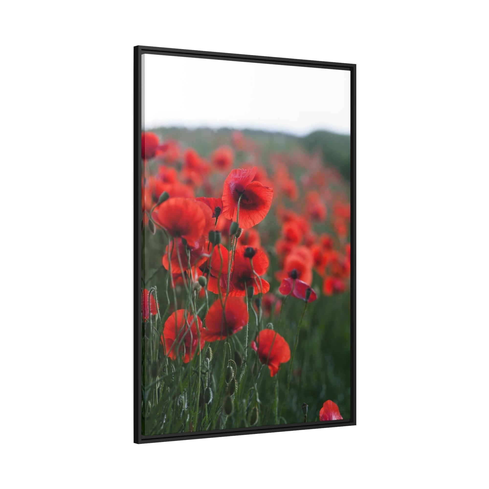 Poppies Fields of Red: A Painting of Poppies in Bloom