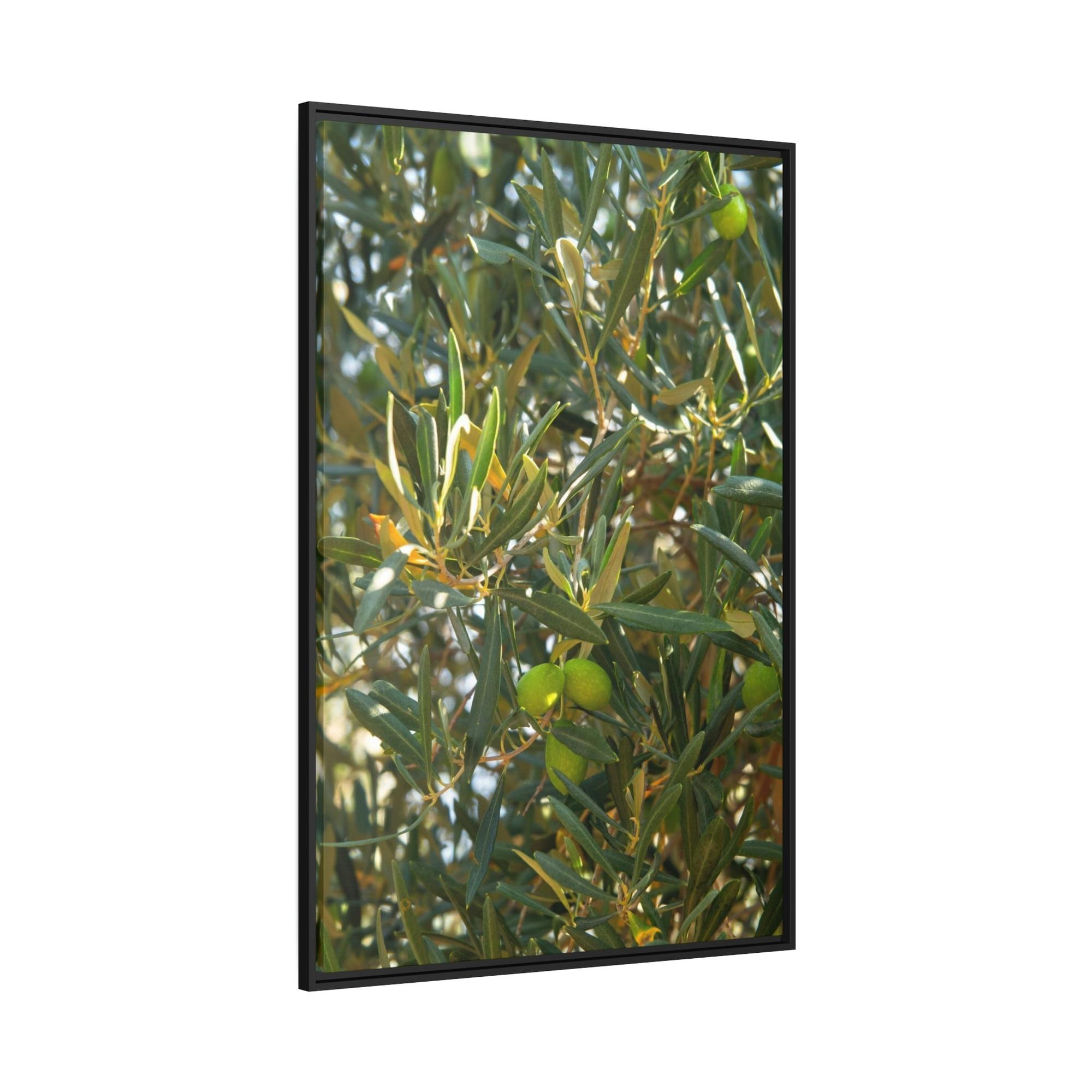 Olive Trees Mediterranean Groves: A Lush and Vibrant Ode to the Olive Trees of the South