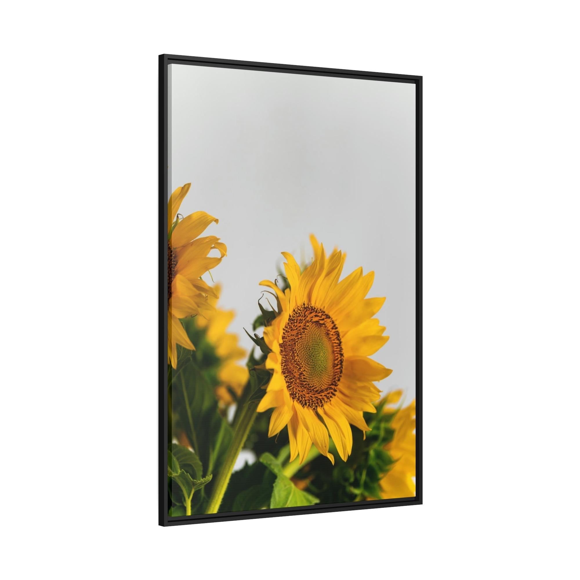 Sunflowers Sunny Delight: A Blissful and Cheerful Glimpse into the Beauty of Sunflowers