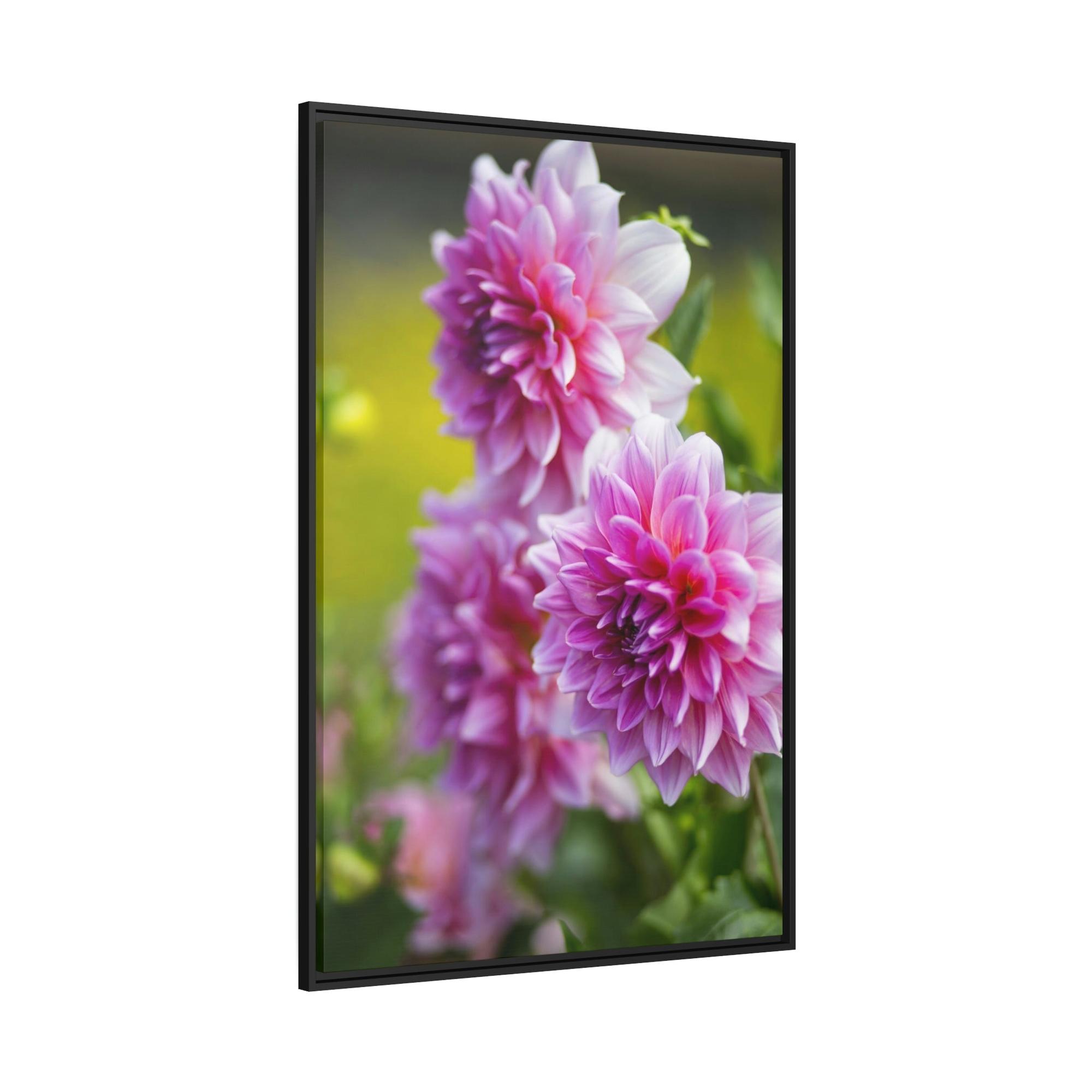 undefined Elegant Blooms: A Framed Canvas of Beautiful Dahlia Blossoms