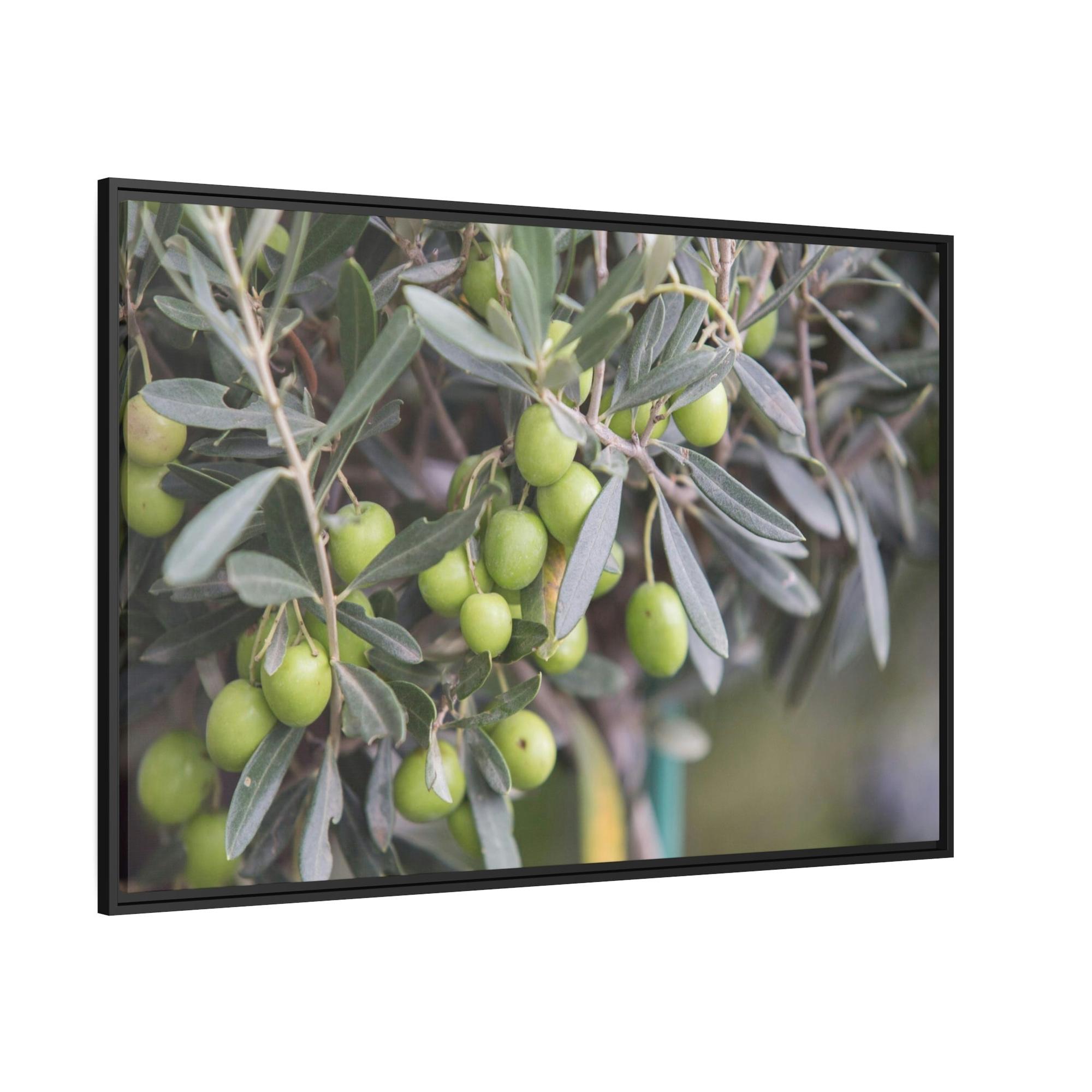 Olive Trees A Grove of Memories: A Nostalgic and Heartfelt Tribute to the Olive Trees' History