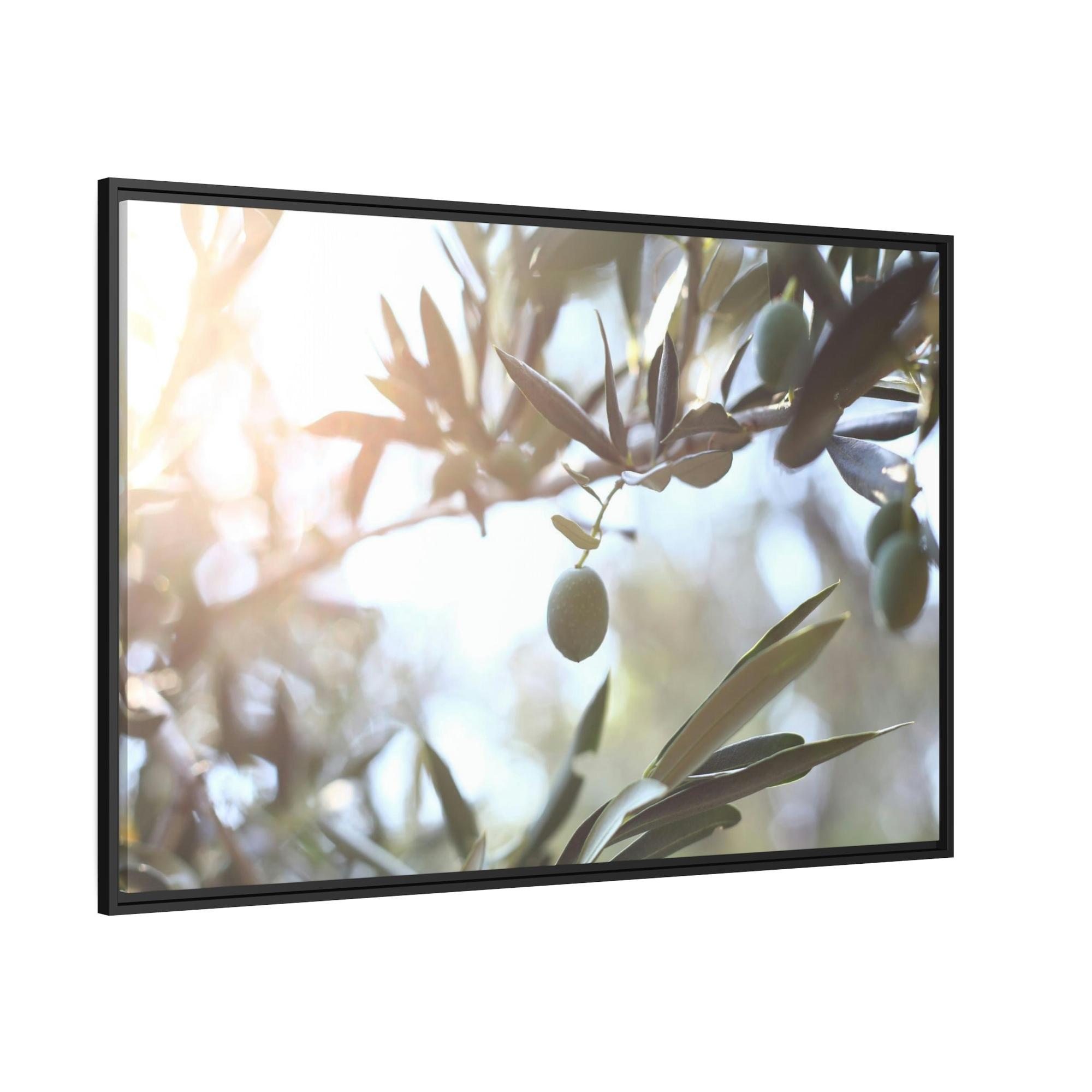 undefined Ancient Wisdom: A Reverential and Timeless Homage to the Ancient Olive Trees