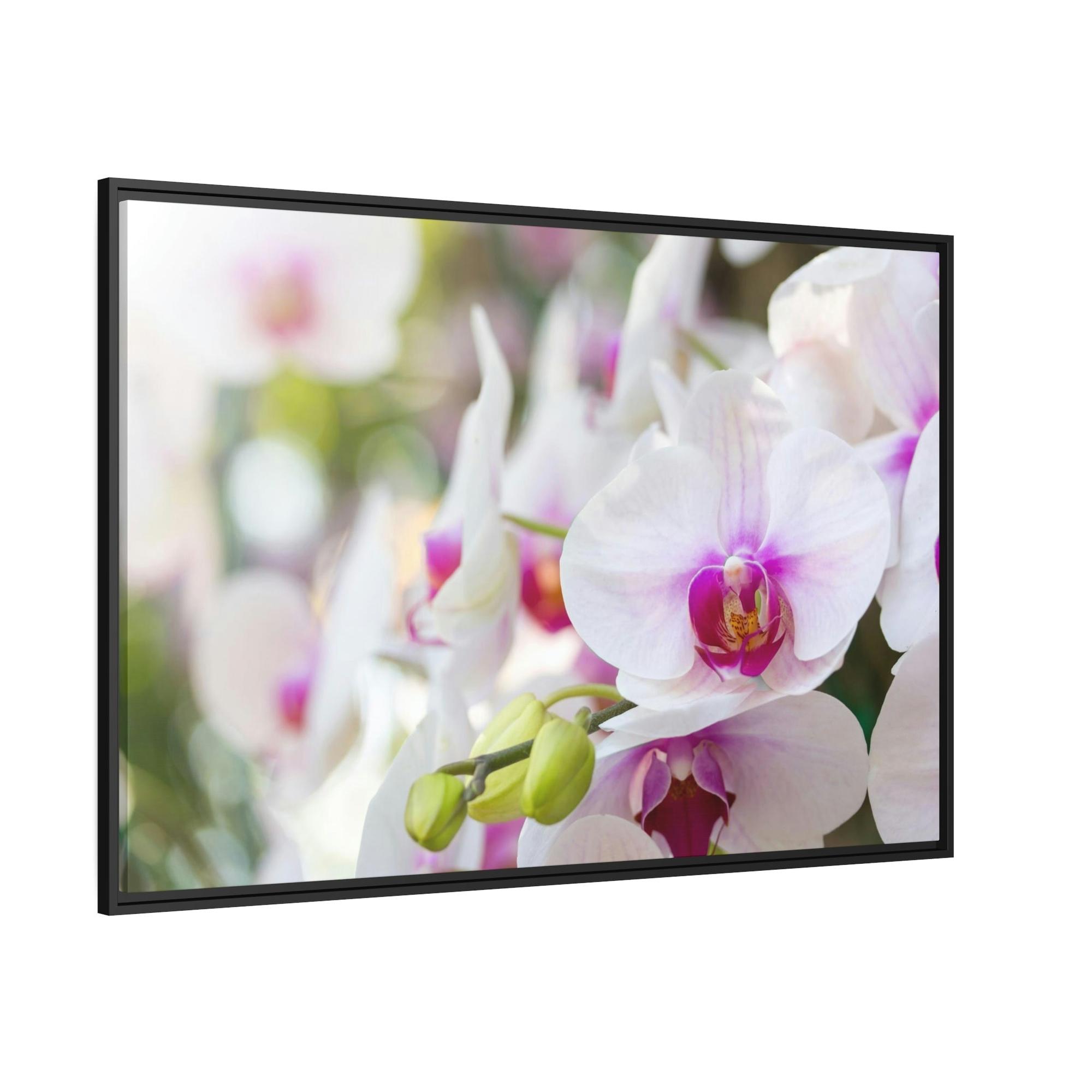 Orchids Floral Symphony: Orchids in Harmony
