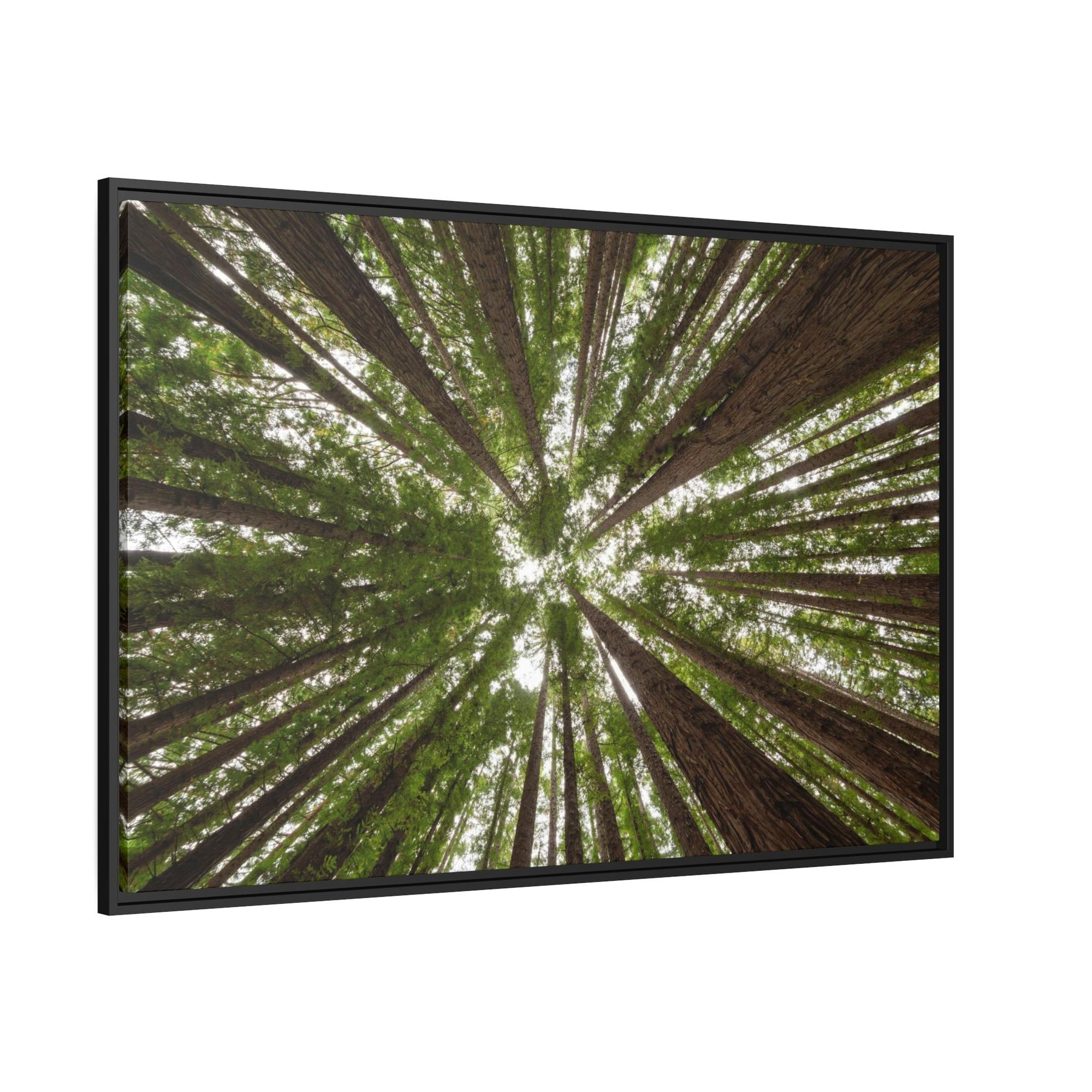 Forest Trees Through the Trees: A Forest Adventure