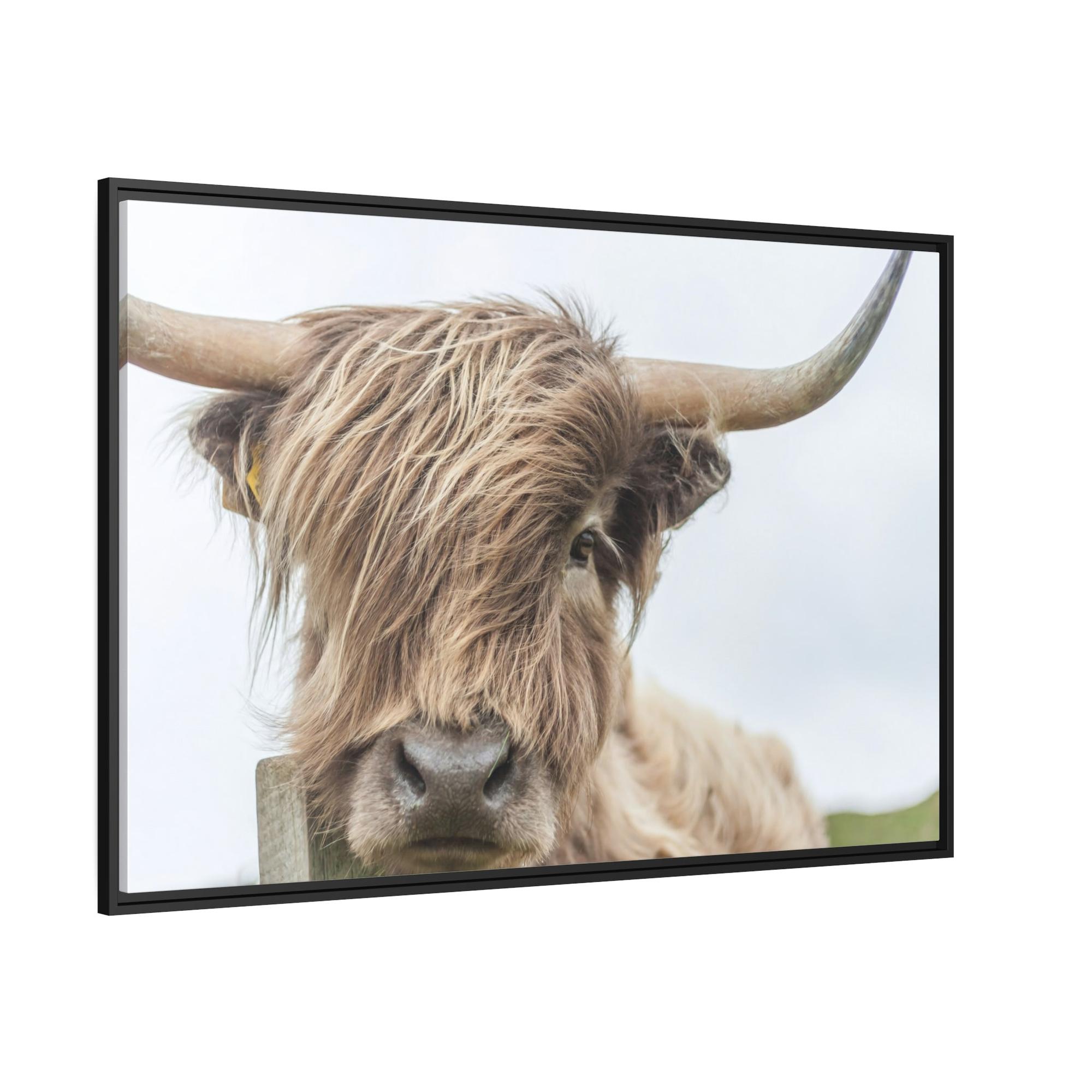 Highland Cow Wilderness Wonder: Wall Art on Canvas of a Majestic Highland Cow in the Wild