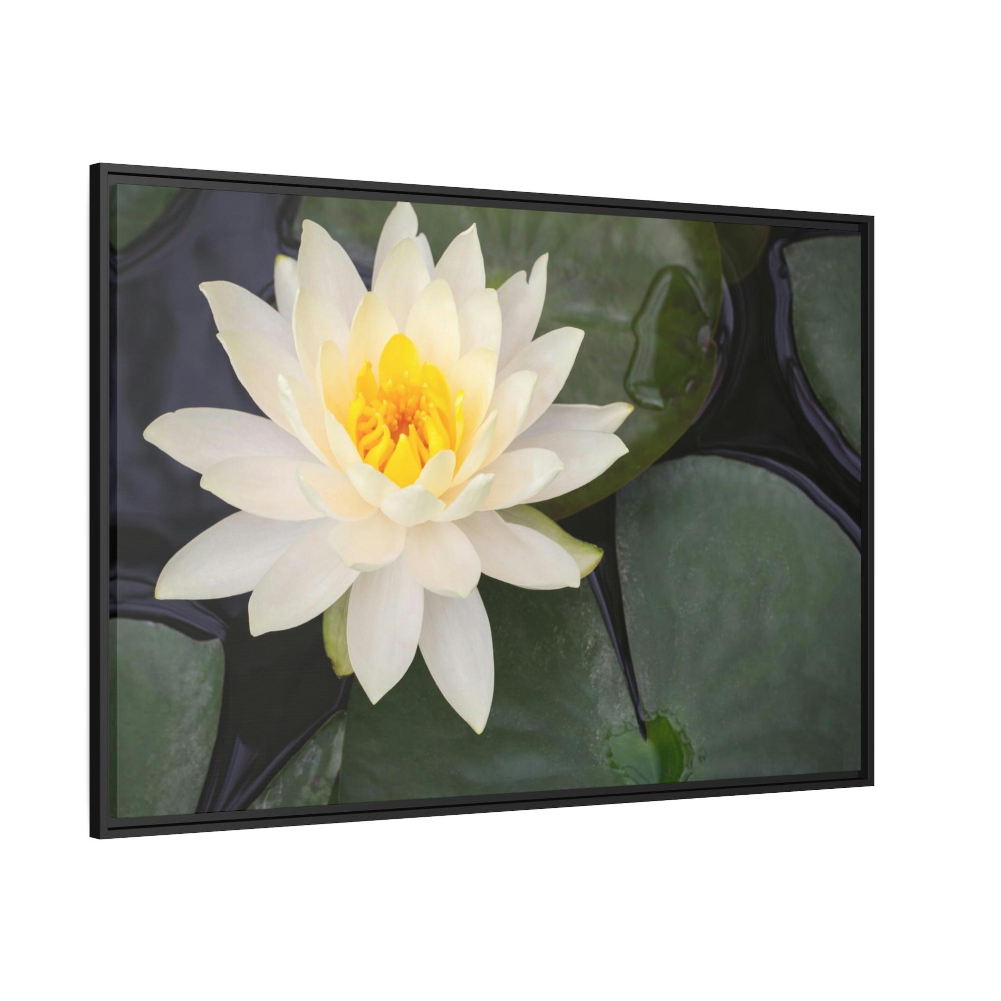 Lilies & Waterlily Lily Serenade: A Symphony of Floral Beauty