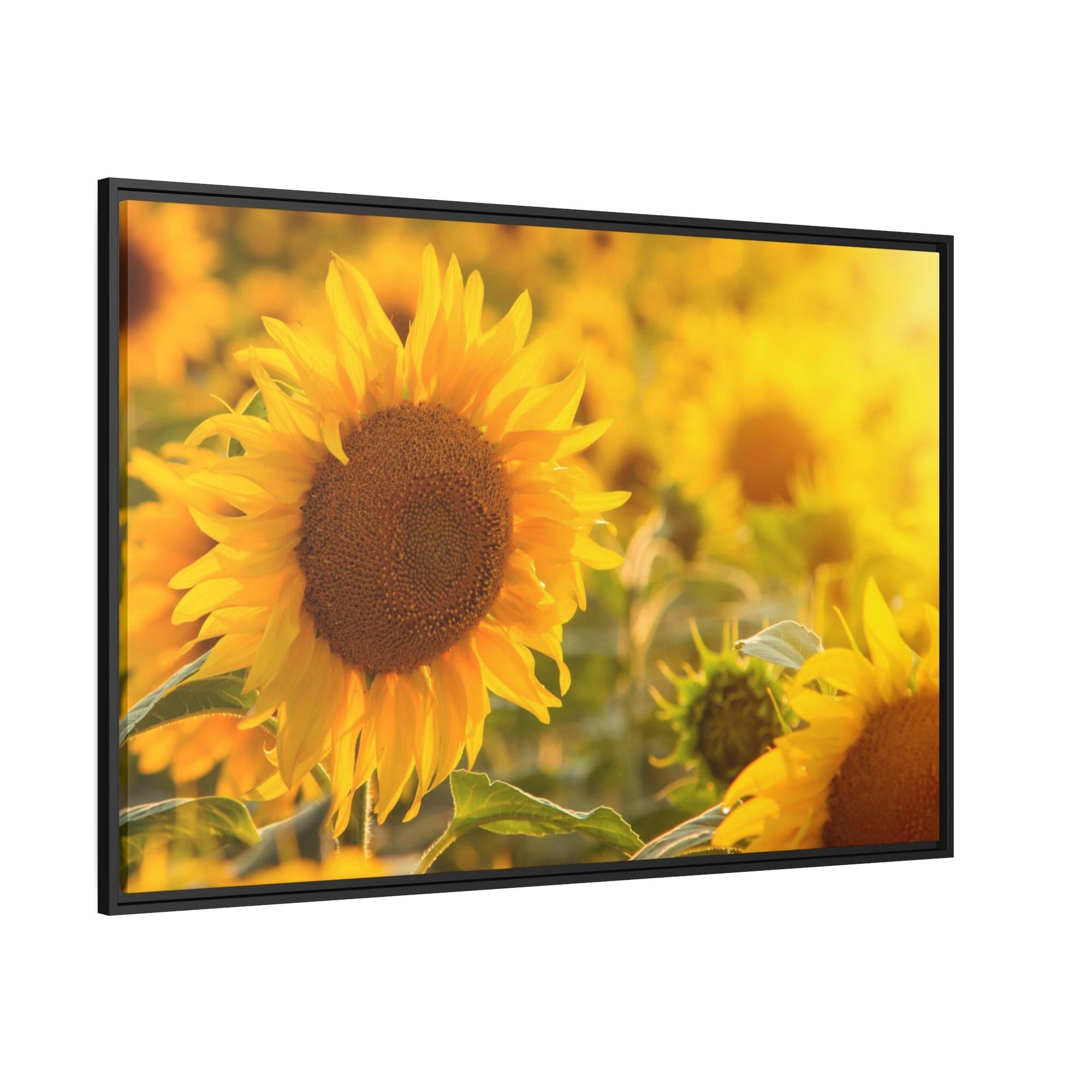 undefined Golden Blooms: A Vibrant Ode to the Beauty of Sunflowers
