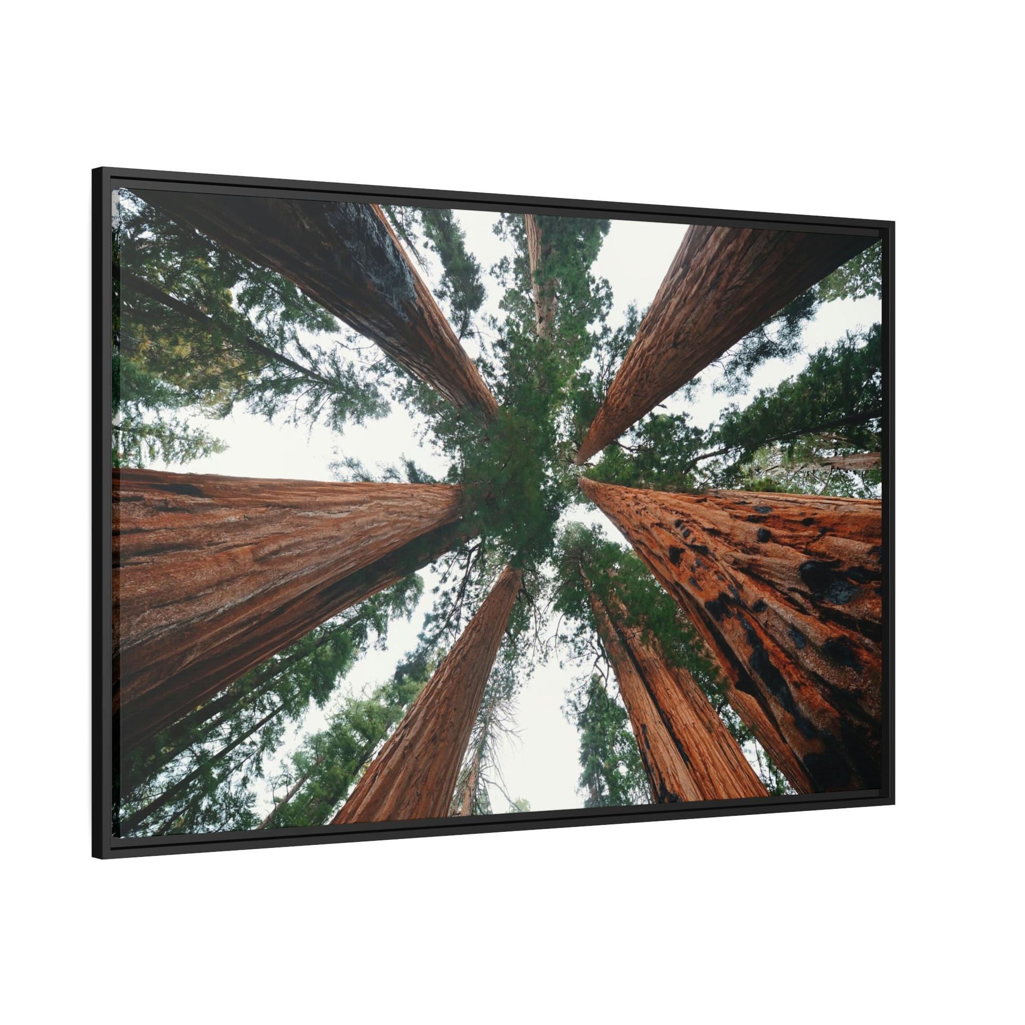 Nebulae Majestic Giants: Redwood Trees