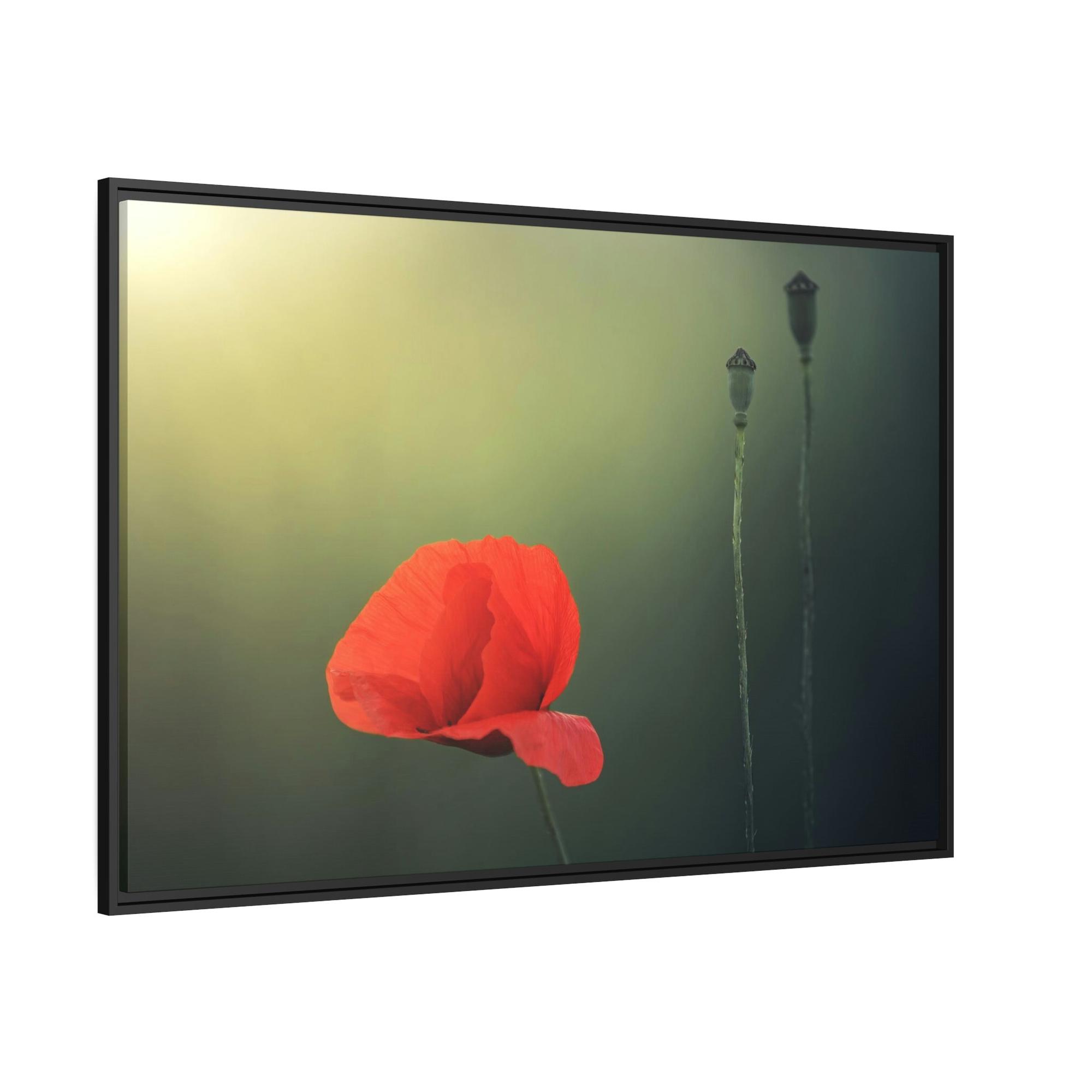 Poppies Pure and Simple: A Painting of a White Poppy as a Symbol of Purity