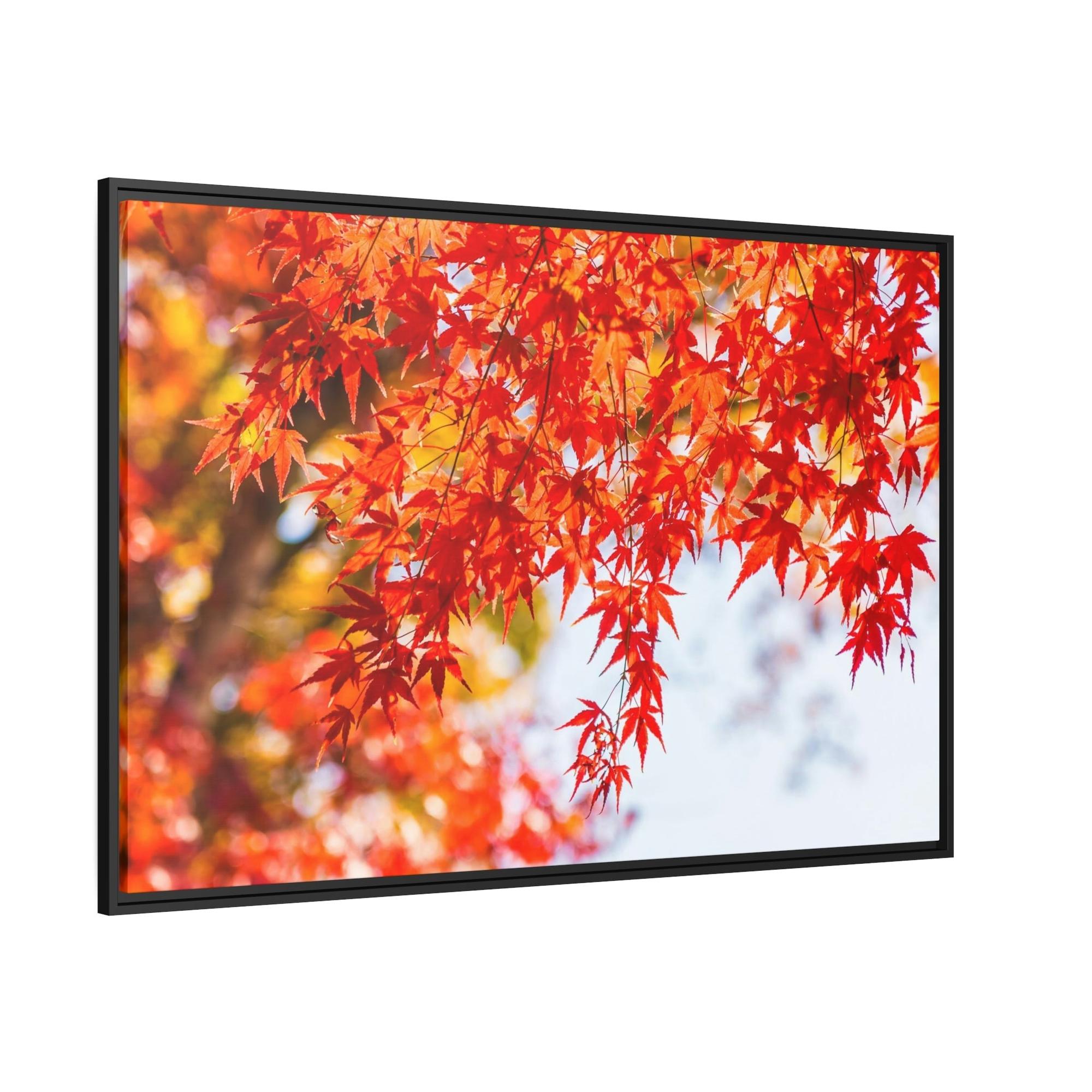 Maple Trees Shades of Red: Maple Trees in Fall