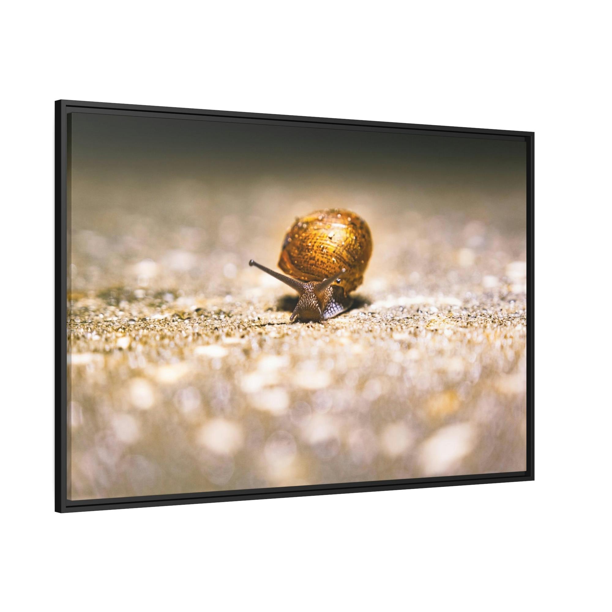 Snails A Slow Journey: Snails on the Move