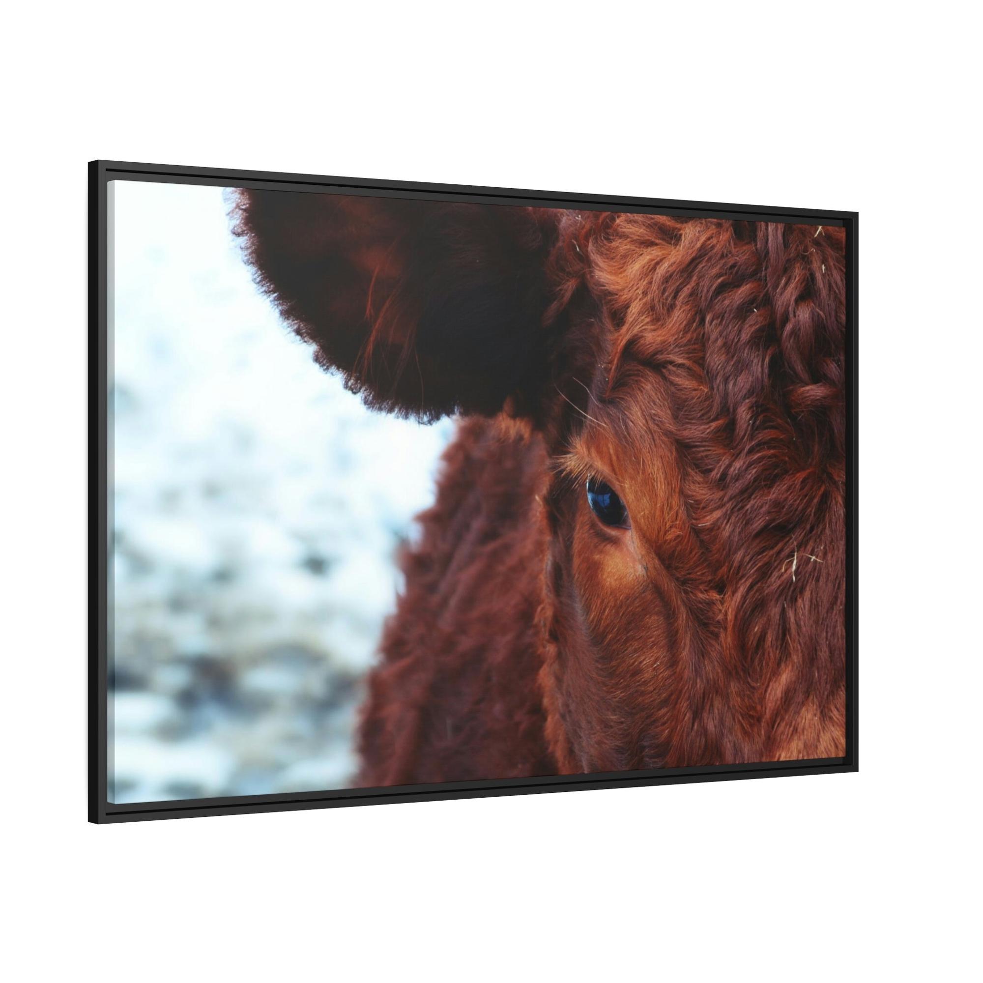 Highland Cow Nelore Cattle Brazil - Wall Art - Wall Art - Animal Canvas