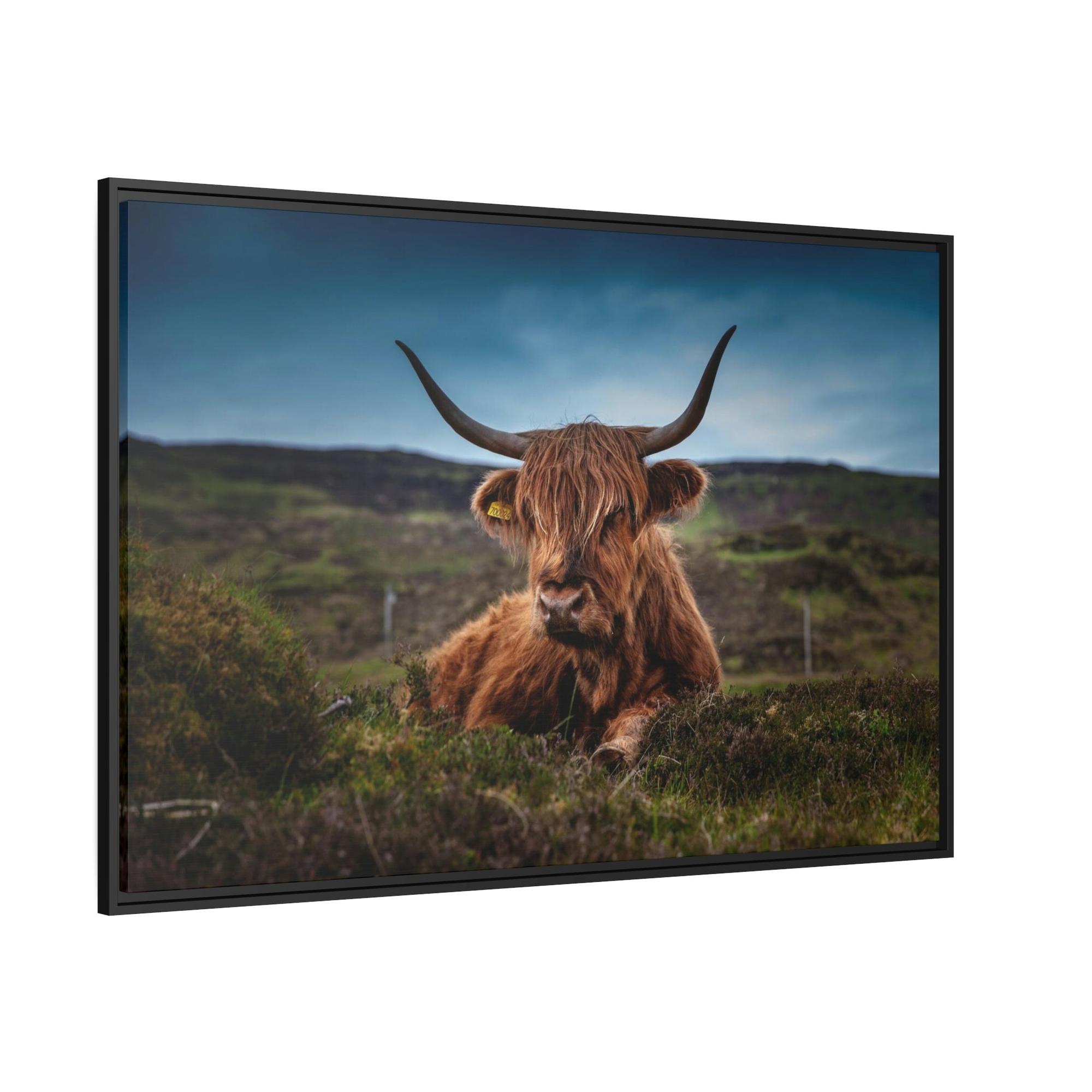 Highland Cow Scottish Longhorn Cattle - Canvas Art | Animals Art