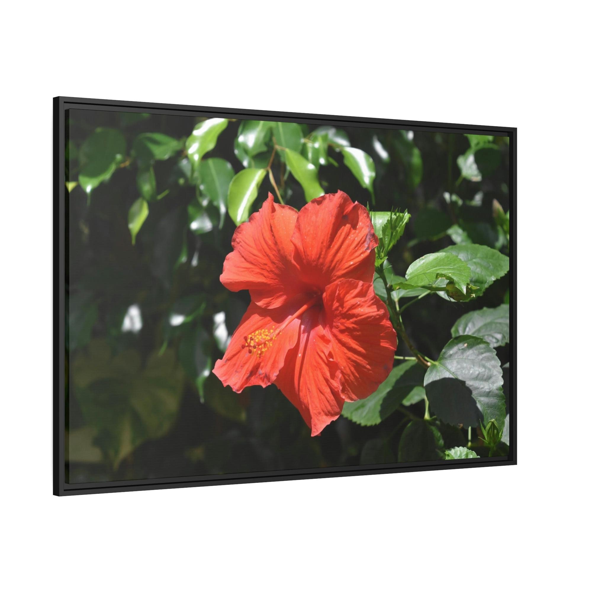 Hibiscuses The Charismatic Hibiscuses: A Vivid Showcase of Nature's Grace and Elegance