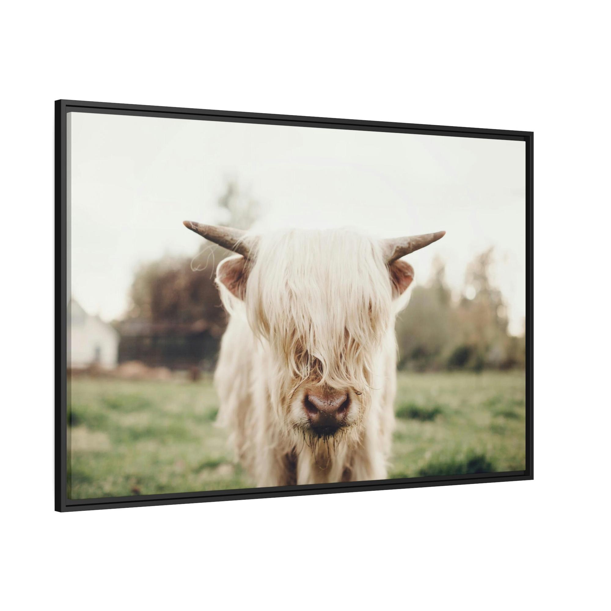 Highland Cow Highland Cow | Milky Color of Cow | Art Canvas — Pixoram