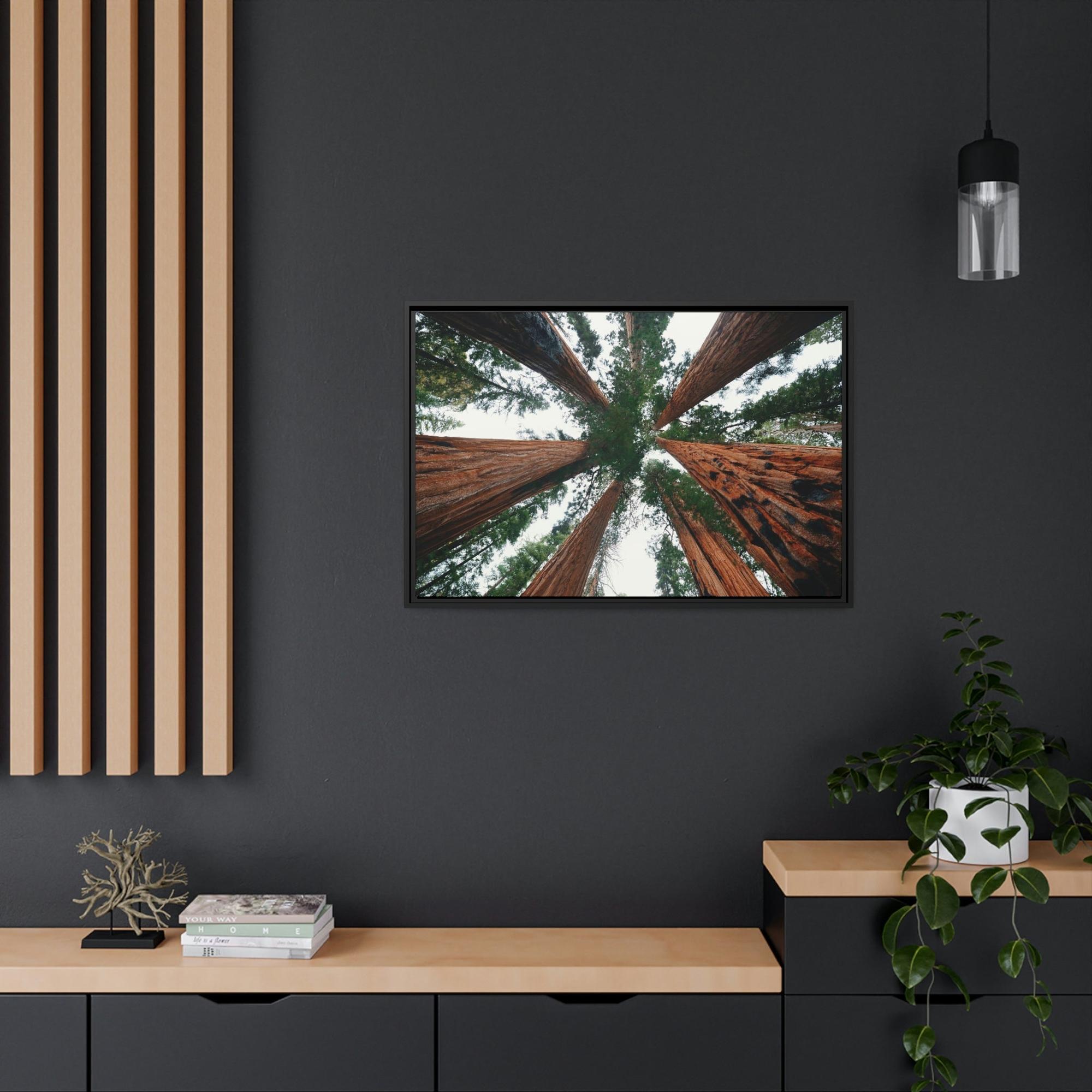 Nebulae Majestic Giants: Redwood Trees