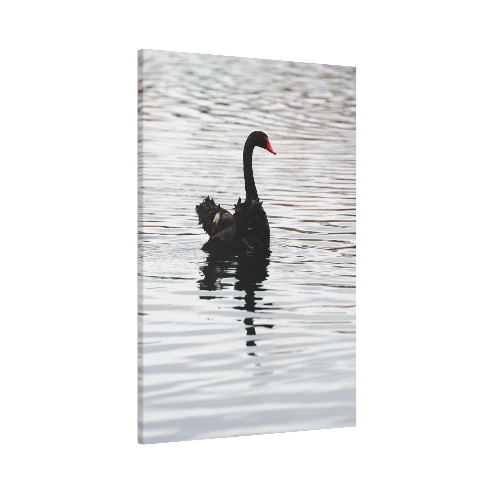 undefined Elegance and Serenity: Poster and Canvas Art Celebrating the Poise and Calmness of Swan