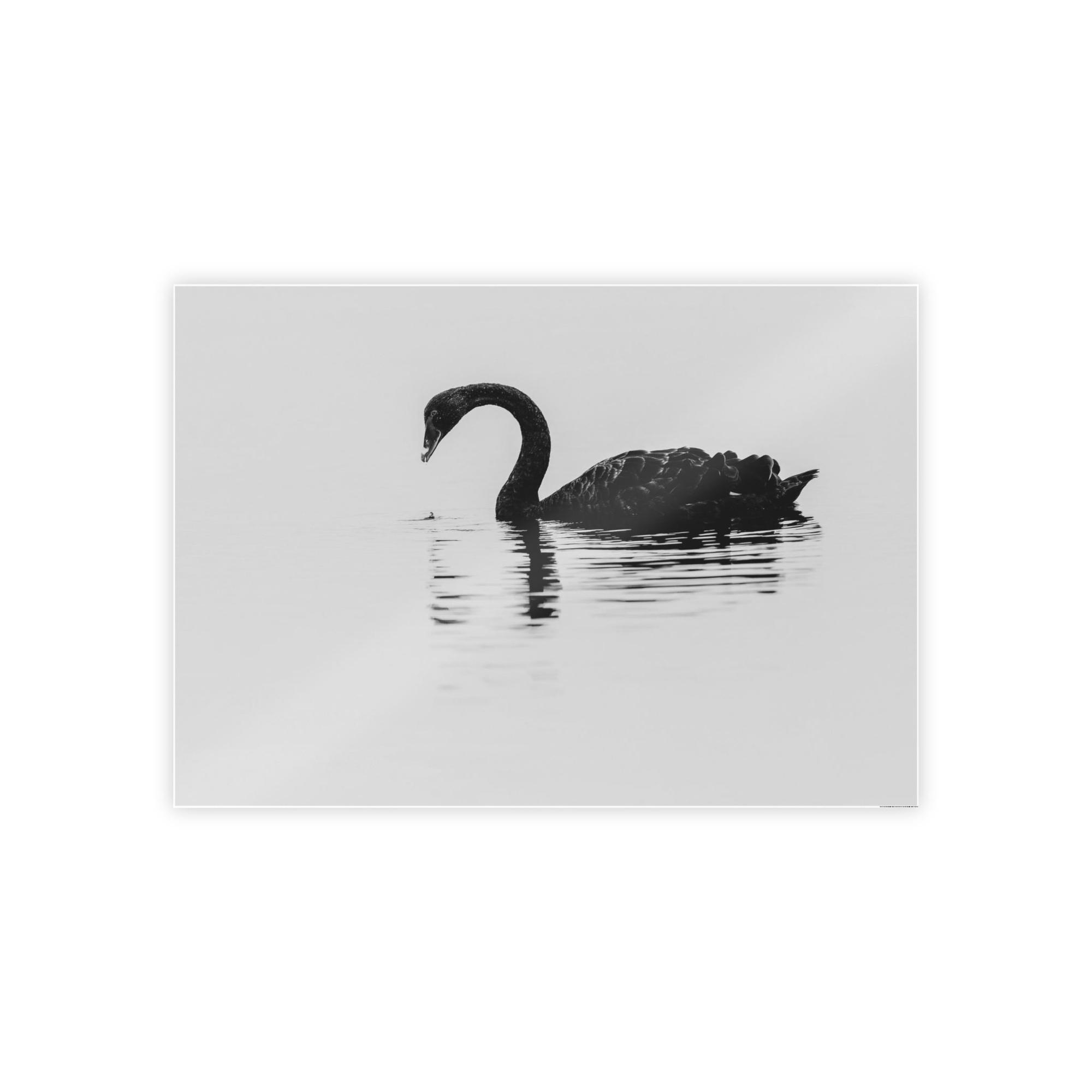Swans The Swan Princess: Natural Canvas Print of a Beautiful Swan