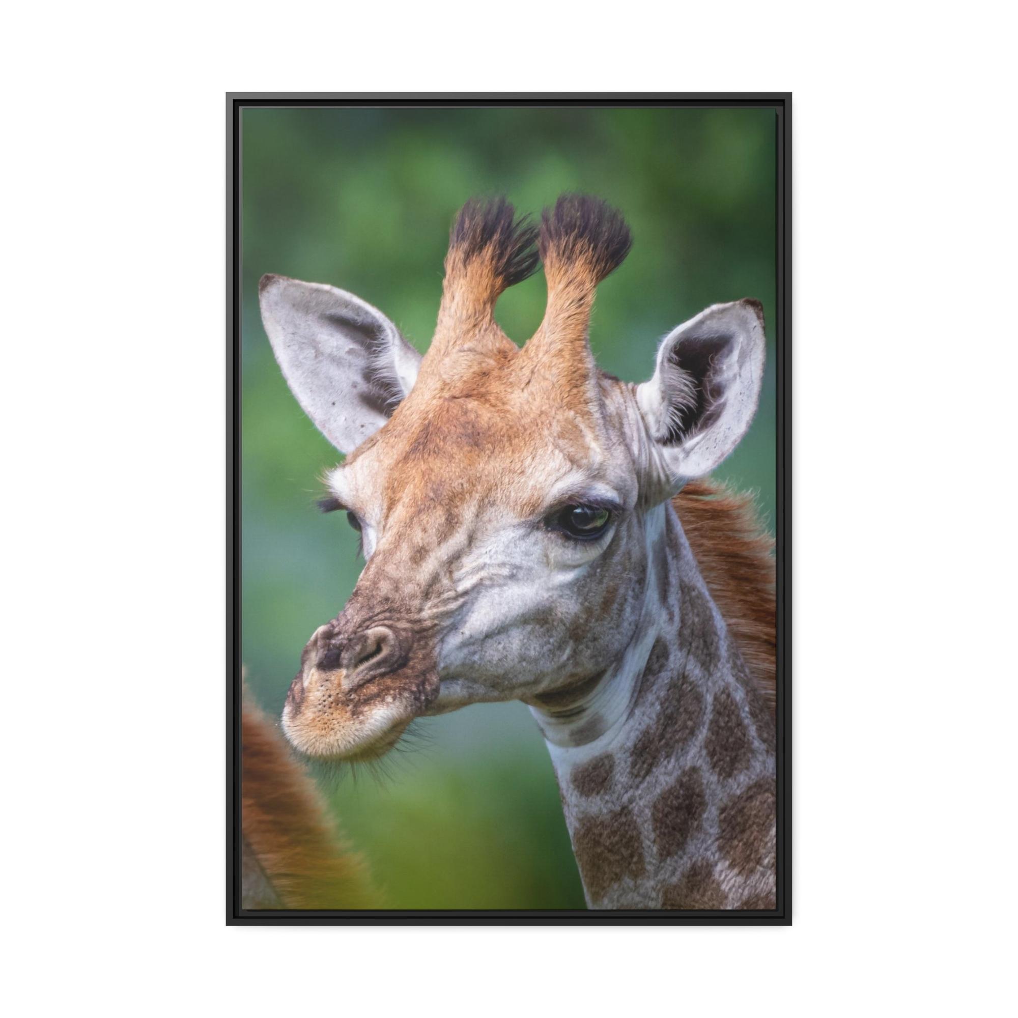 Giraffes Regal Beauty: A High-Quality Canvas Print of a Giraffe's Elegance