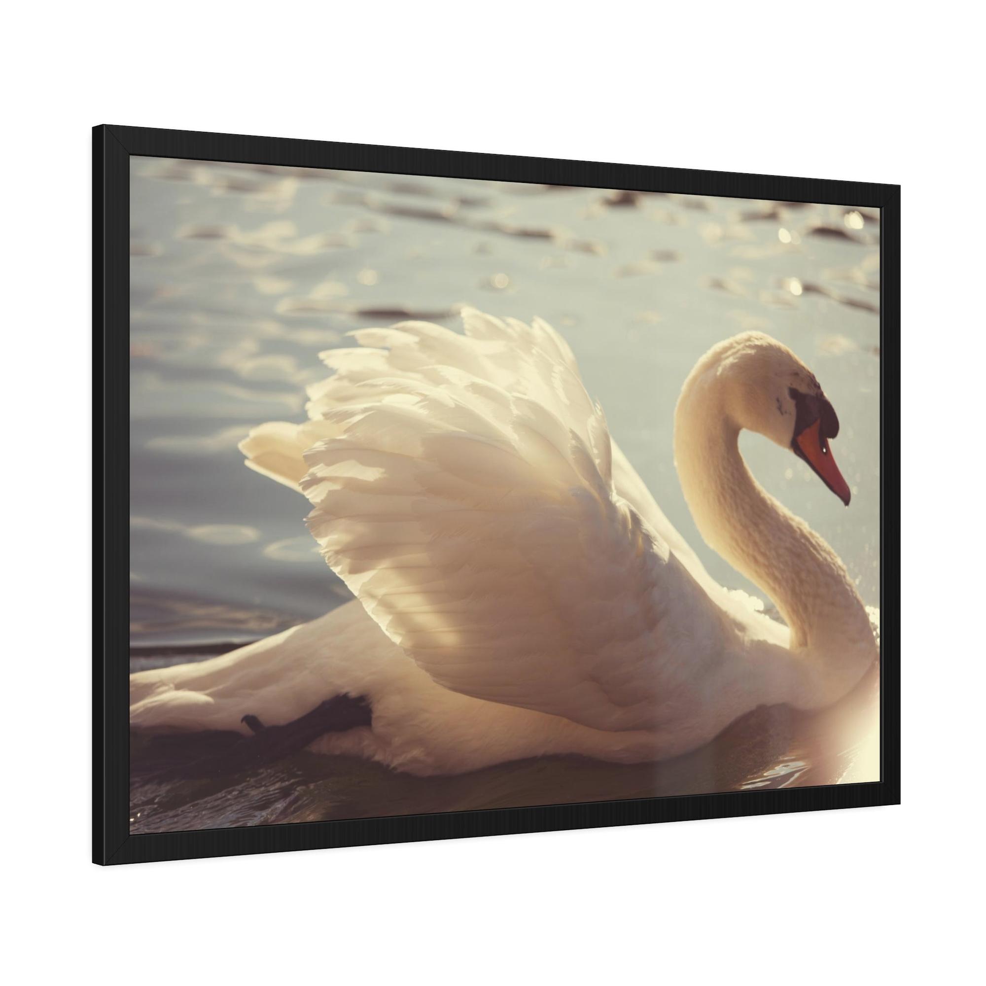Swans Elegant Grace: Natural Canvas Print Featuring Beautiful Swan