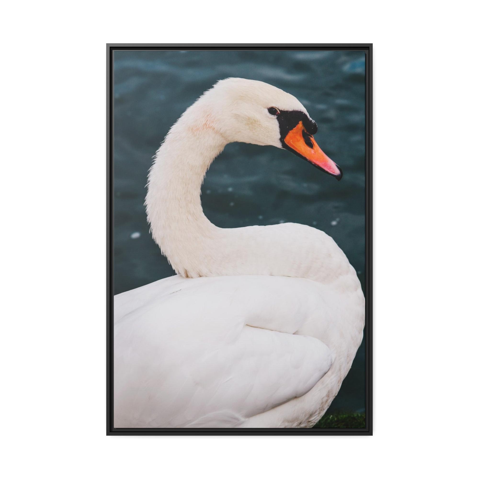 Swans The Calm of Nature: Natural Canvas Print of Swan in a Serene Landscape