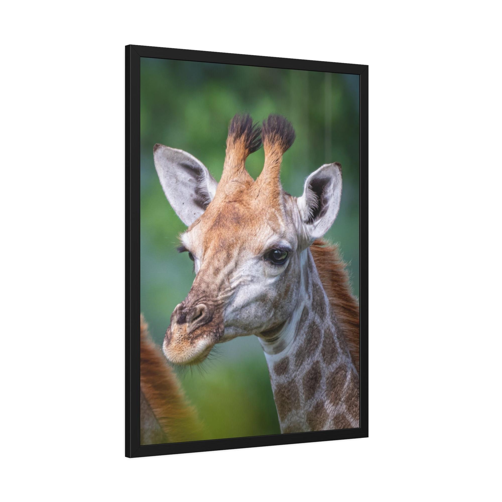 Giraffes Regal Beauty: A High-Quality Canvas Print of a Giraffe's Elegance