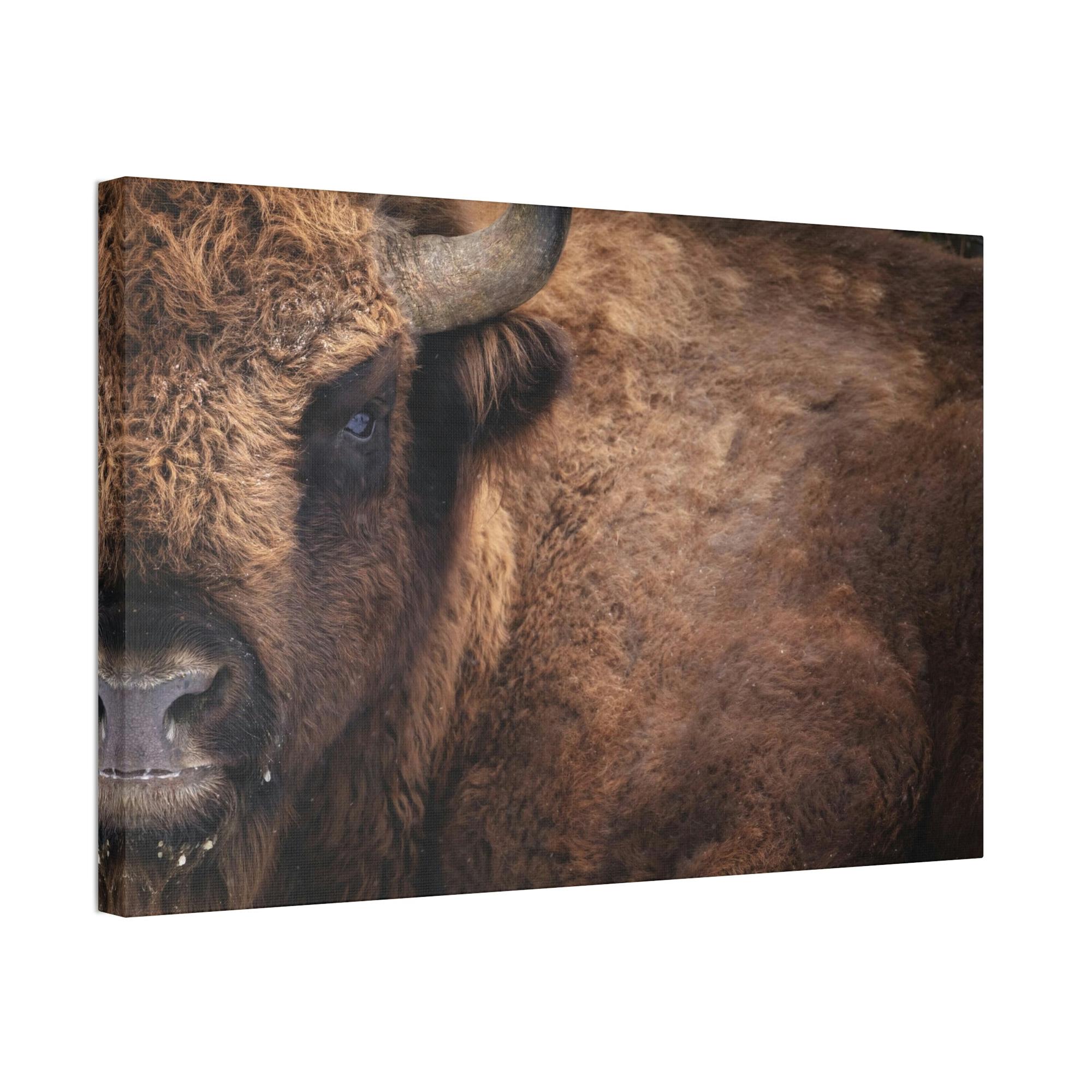 Bulls Artistic Bull Illustration: Natural Canvas and Poster Prints
