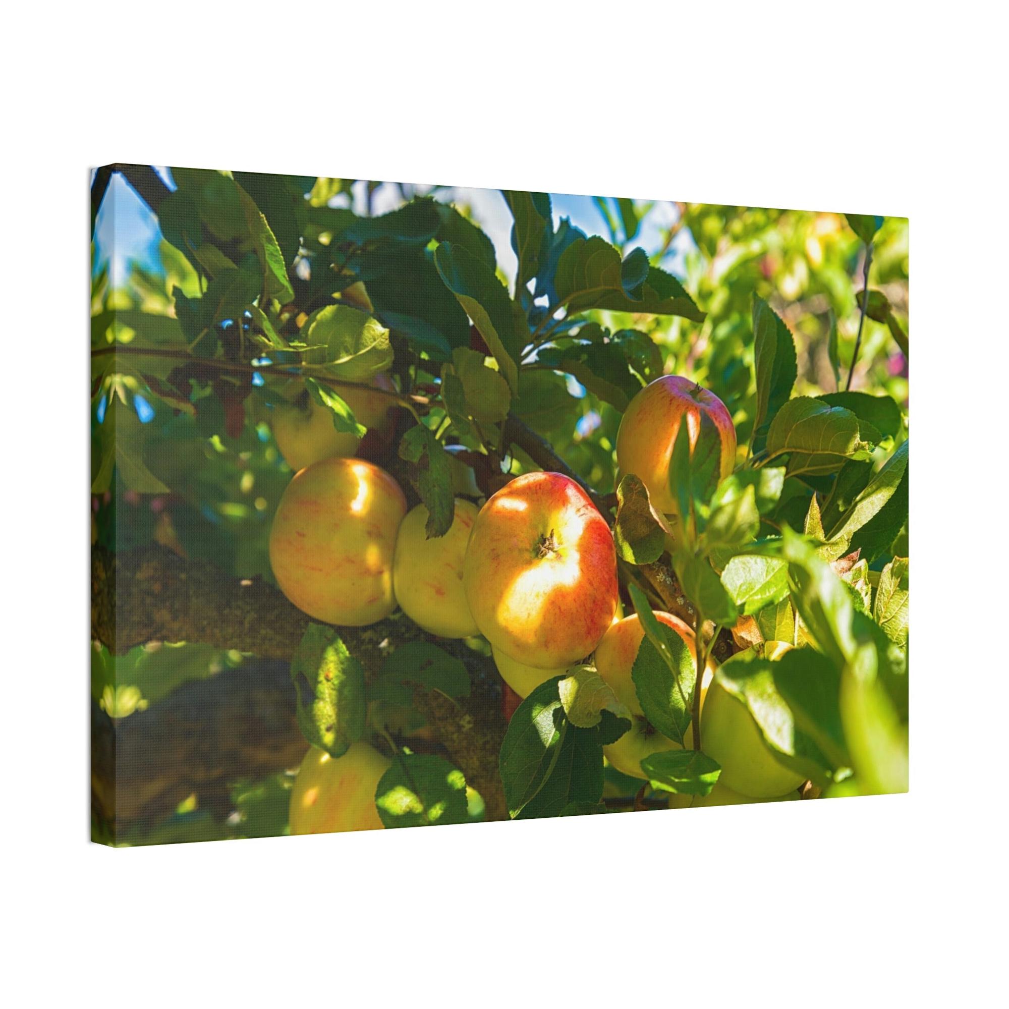 Apple Trees Serene Orchard: Framed Canvas & Poster of Apple Trees on a Sunny Day