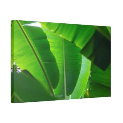 Banana Trees Exotic Foliage: Framed Poster of a Lush Banana Grove