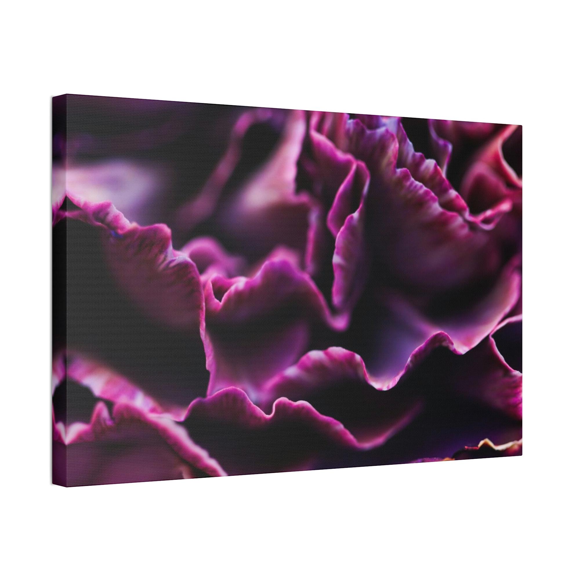 Carnations Colorful Petals: Framed Canvas and Wall Art of Carnations for Your Walls