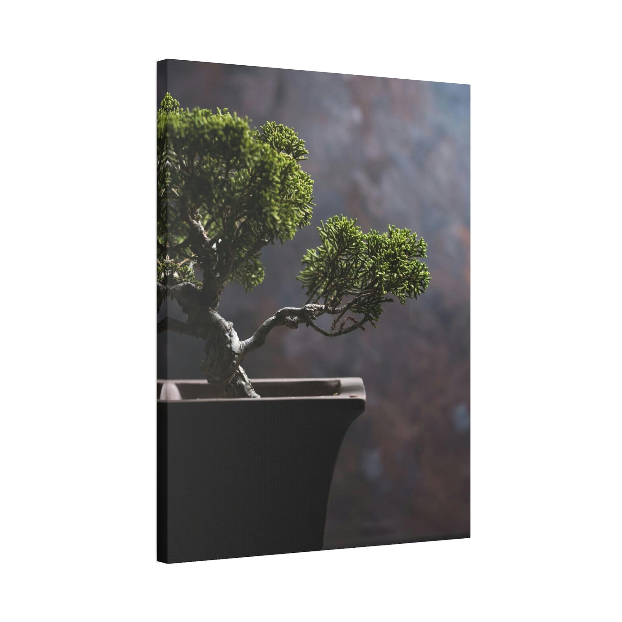 Bonsai Tree Bonsai Harmony: Framed Canvas and Print with Balanced Bonsai Tree Art