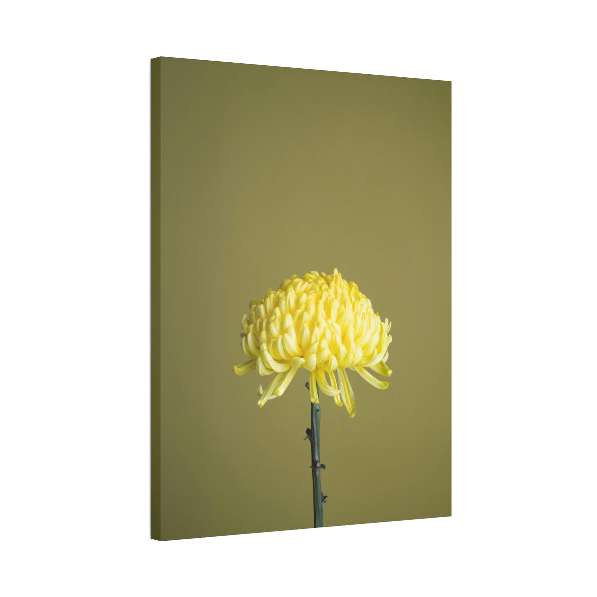 Chrysanthemums Chrysanthemum Elegance: Striking Wall Art on Framed Canvas