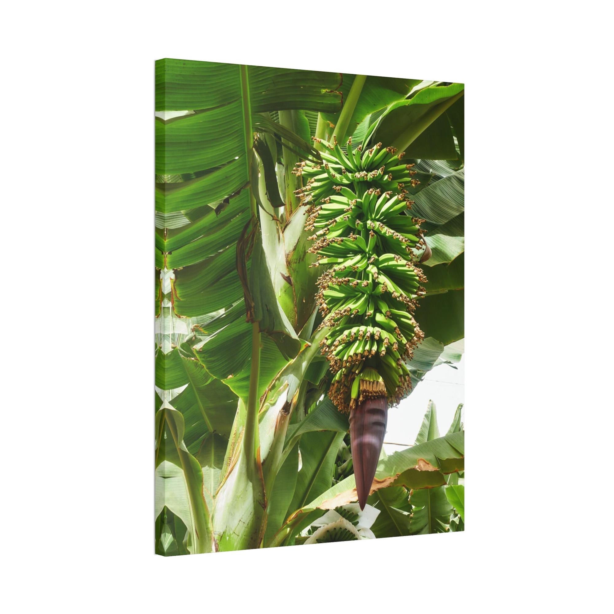 Banana Trees Tropics Calling: Canvas Art with Vibrant Banana Trees in a Jungle Setting