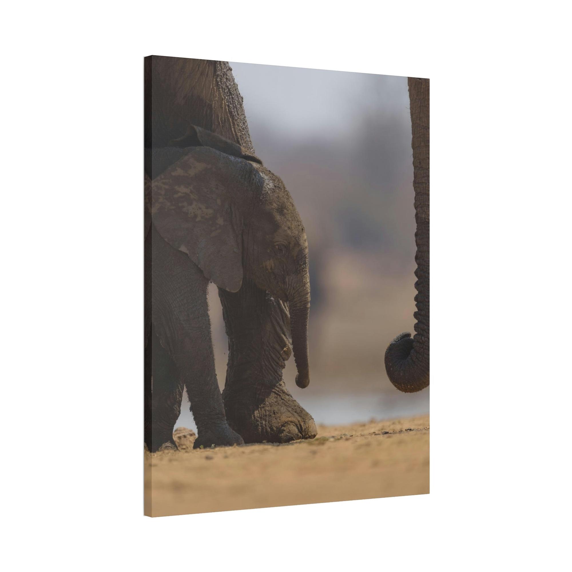 Safari Wildlife Trek: A Journey Through the African Savanna's Most Beautiful Creatures